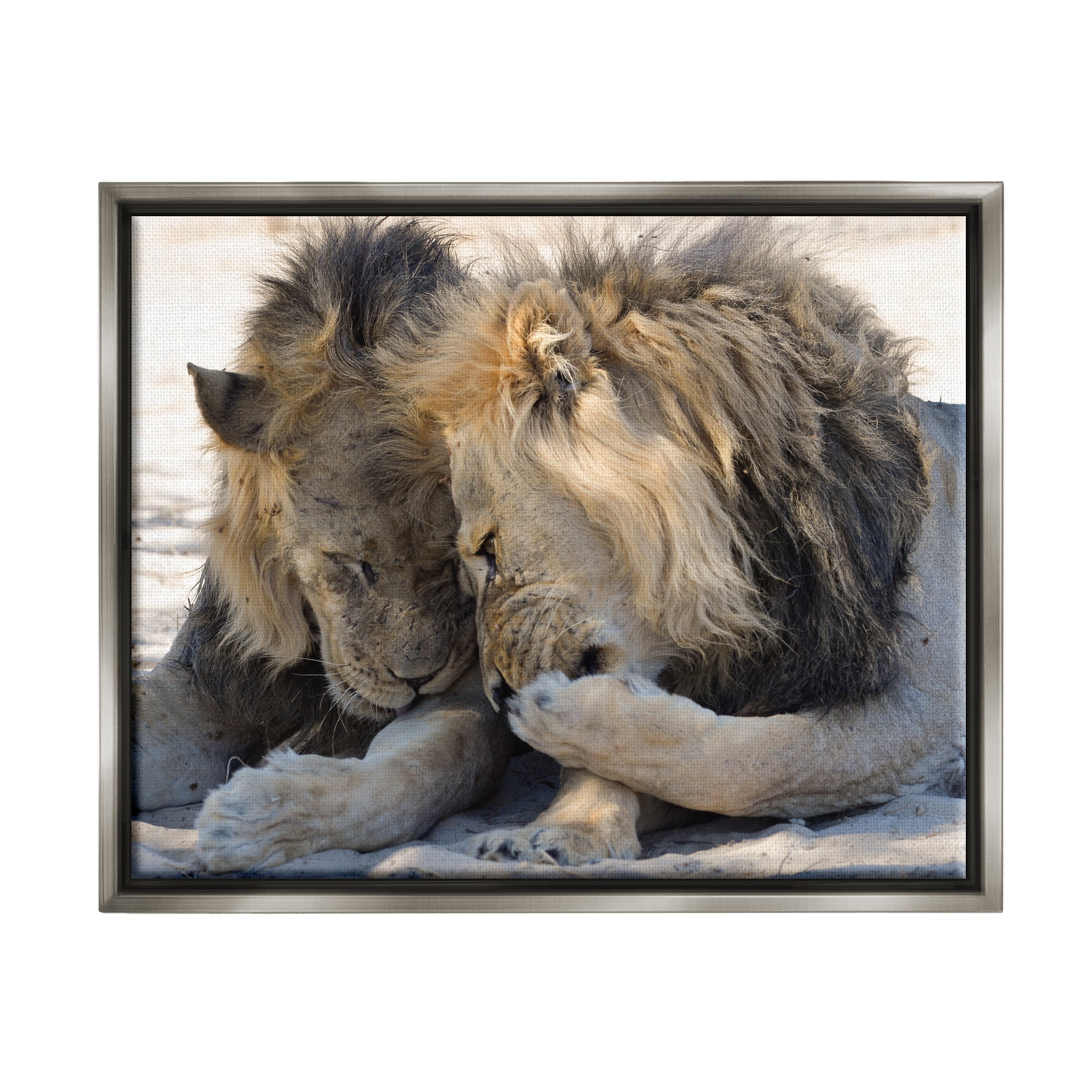 Stupell Industries Wildlife Gossip Lions Animals & Insects Photography Gray Floater Framed Canvas Art Print Wall Art, 21 x 17