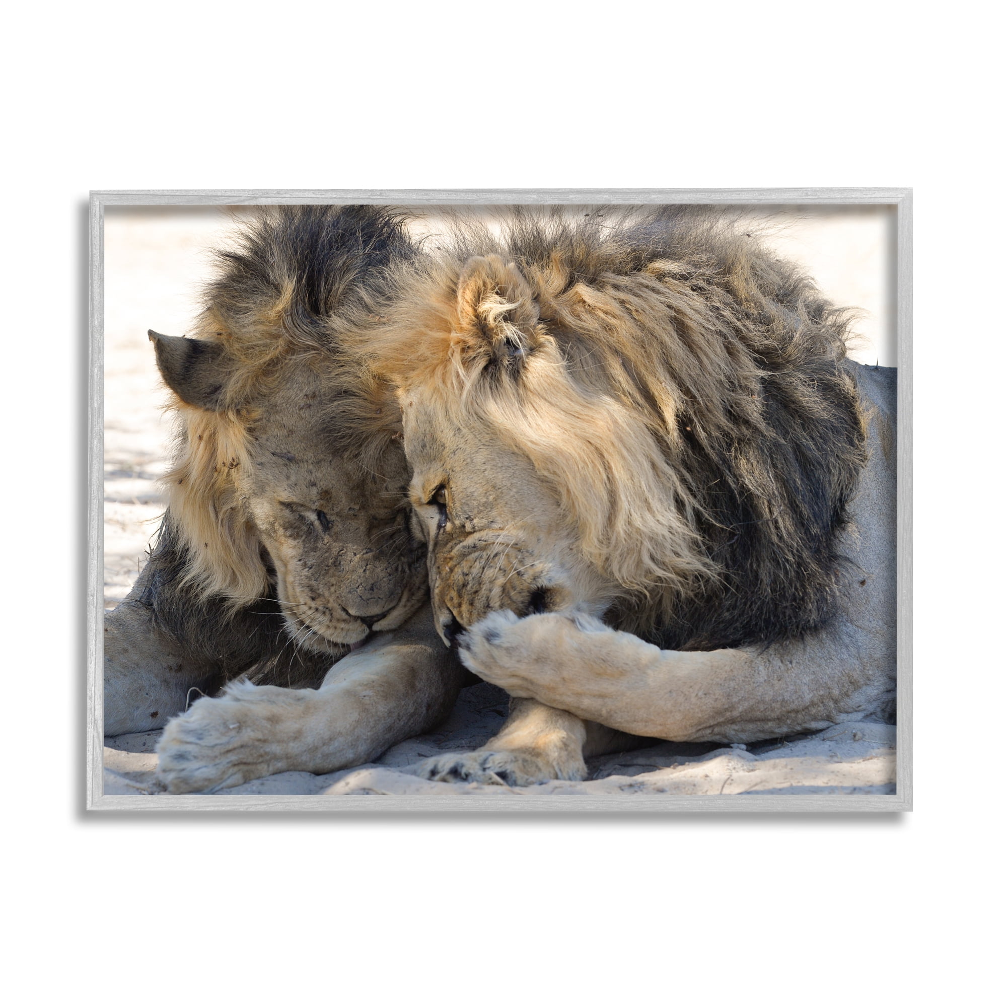Stupell Industries Wildlife Gossip Lions Animals & Insects Photography Gray Framed Art Print Wall Art, 14 x 11