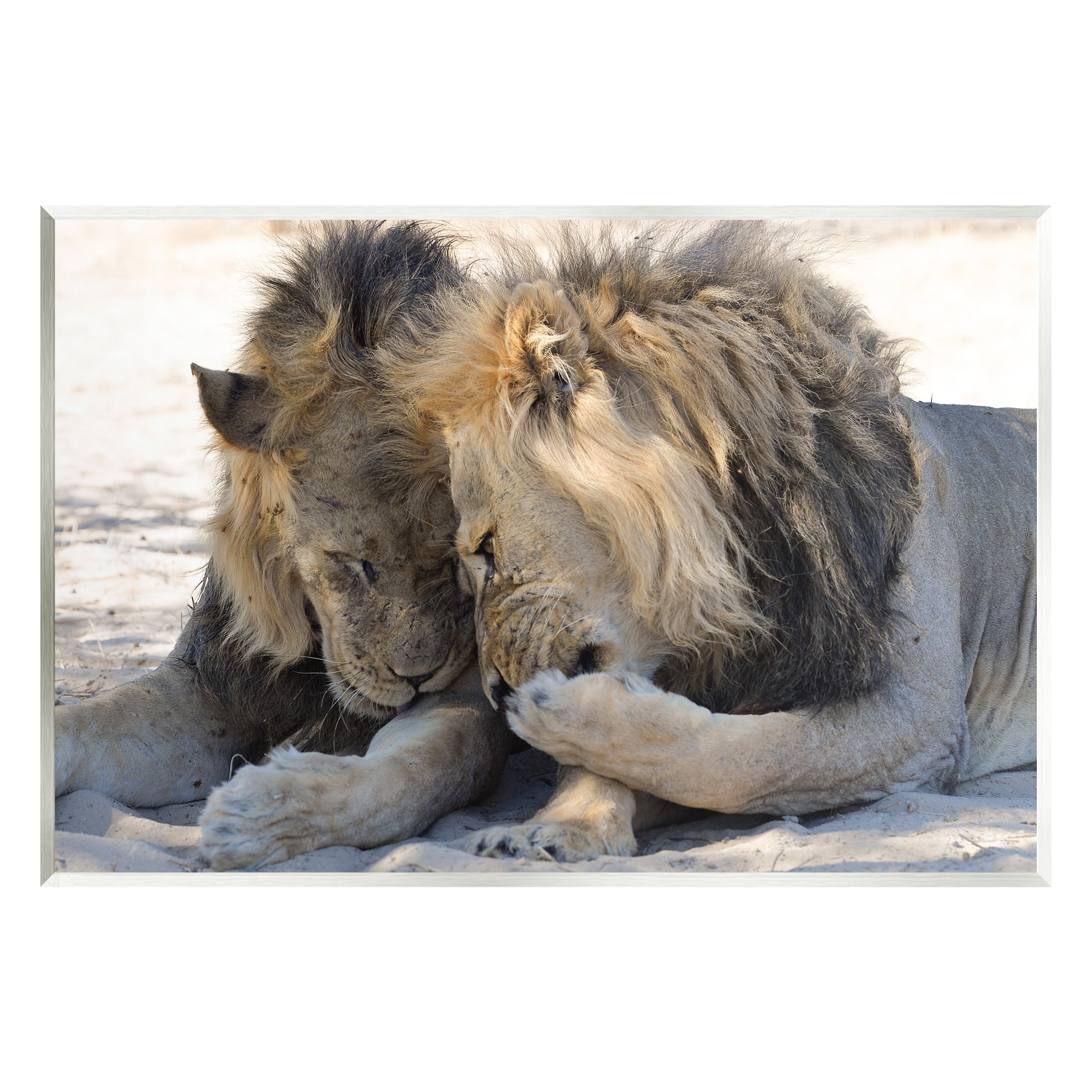 Stupell Industries Wildlife Gossip Lions Animals & Insects Photography Unframed Art Print Wall Art, 19 x 13