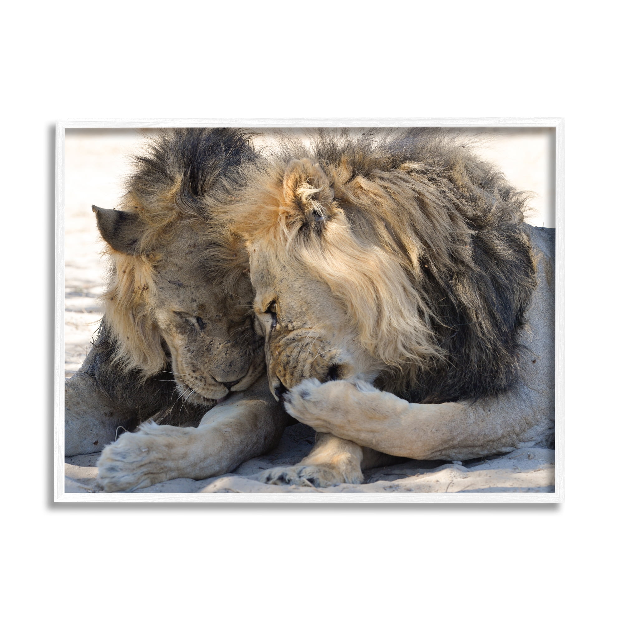 Stupell Industries Wildlife Gossip Lions Animals & Insects Photography White Framed Art Print Wall Art, 20 x 16