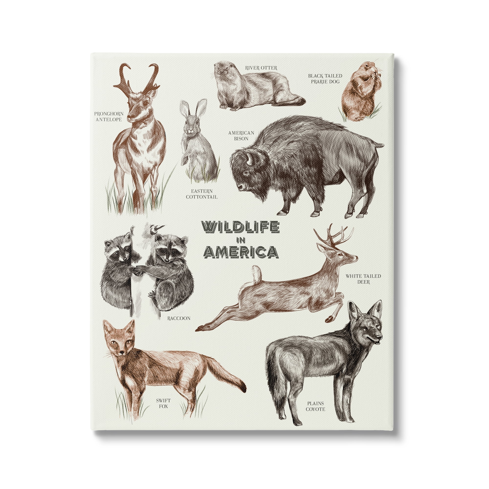 Stupell Industries Wildlife In America Various Animals Detailed Illustrations Chart Canvas Wall Art, 30 x 40, Design by Lil' Rue