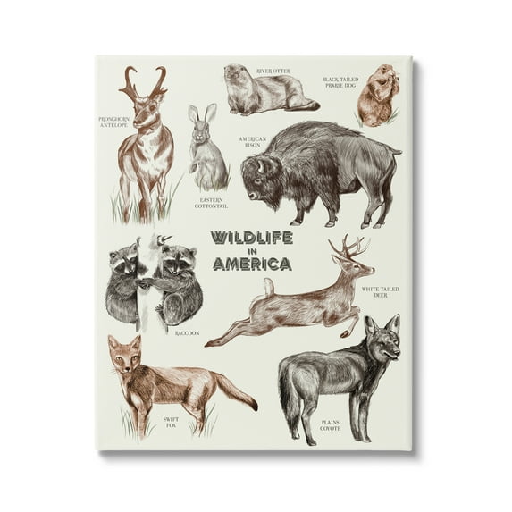 Stupell Industries Wildlife In America Various Animals Detailed Illustrations Chart Canvas Wall Art, 30 x 40, Design by Lil' Rue