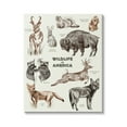 thumbnail image 1 of Stupell Industries Wildlife In America Various Animals Detailed Illustrations Chart Canvas Wall Art, 36 x 48, Design by Lil' Rue, 1 of 5
