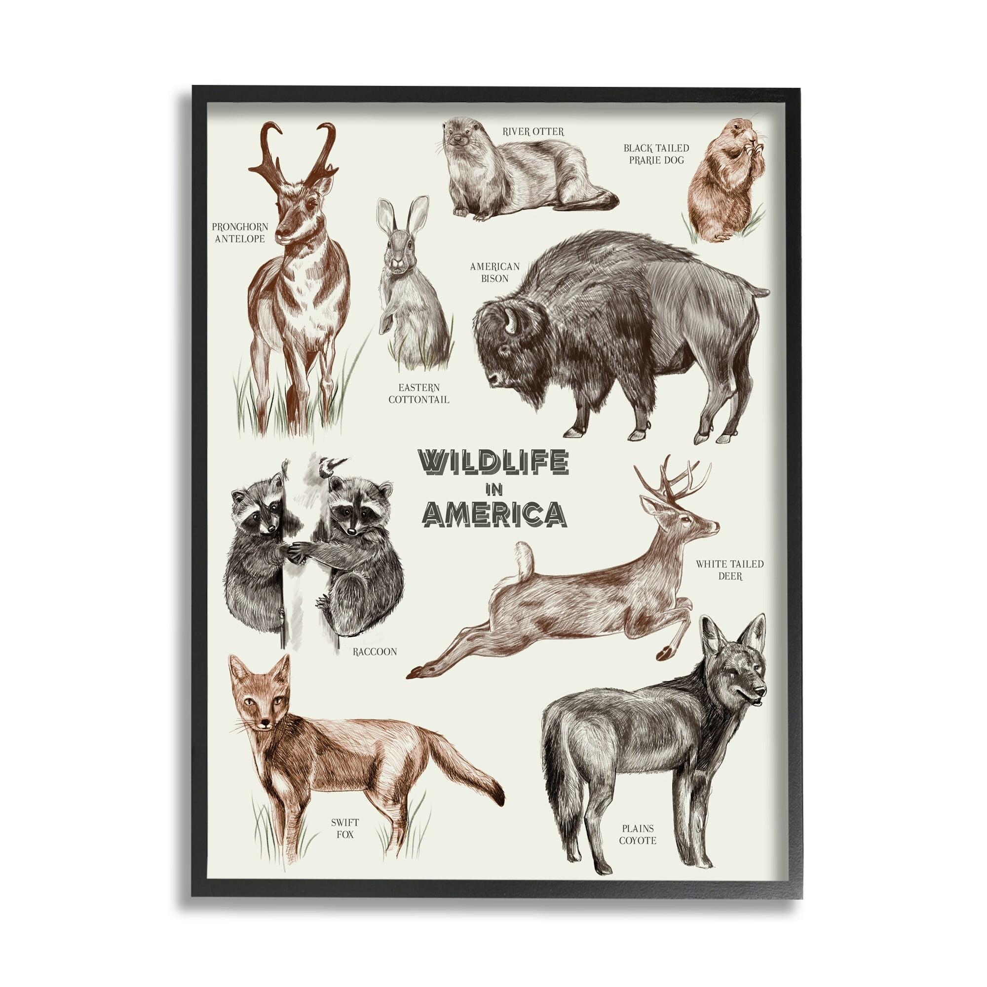 Stupell Industries Wildlife In America Various Animals Detailed Illustrations Chart Framed Wall Art, 16 x 20, Design by Lil' Rue