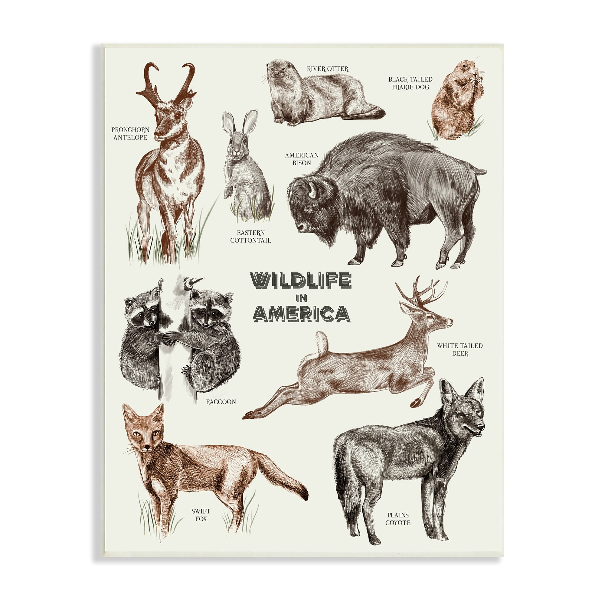 Stupell Industries Wildlife In America Various Animals Detailed Illustrations Chart Wood Wall Art, 10 x 15, Design by Lil' Rue