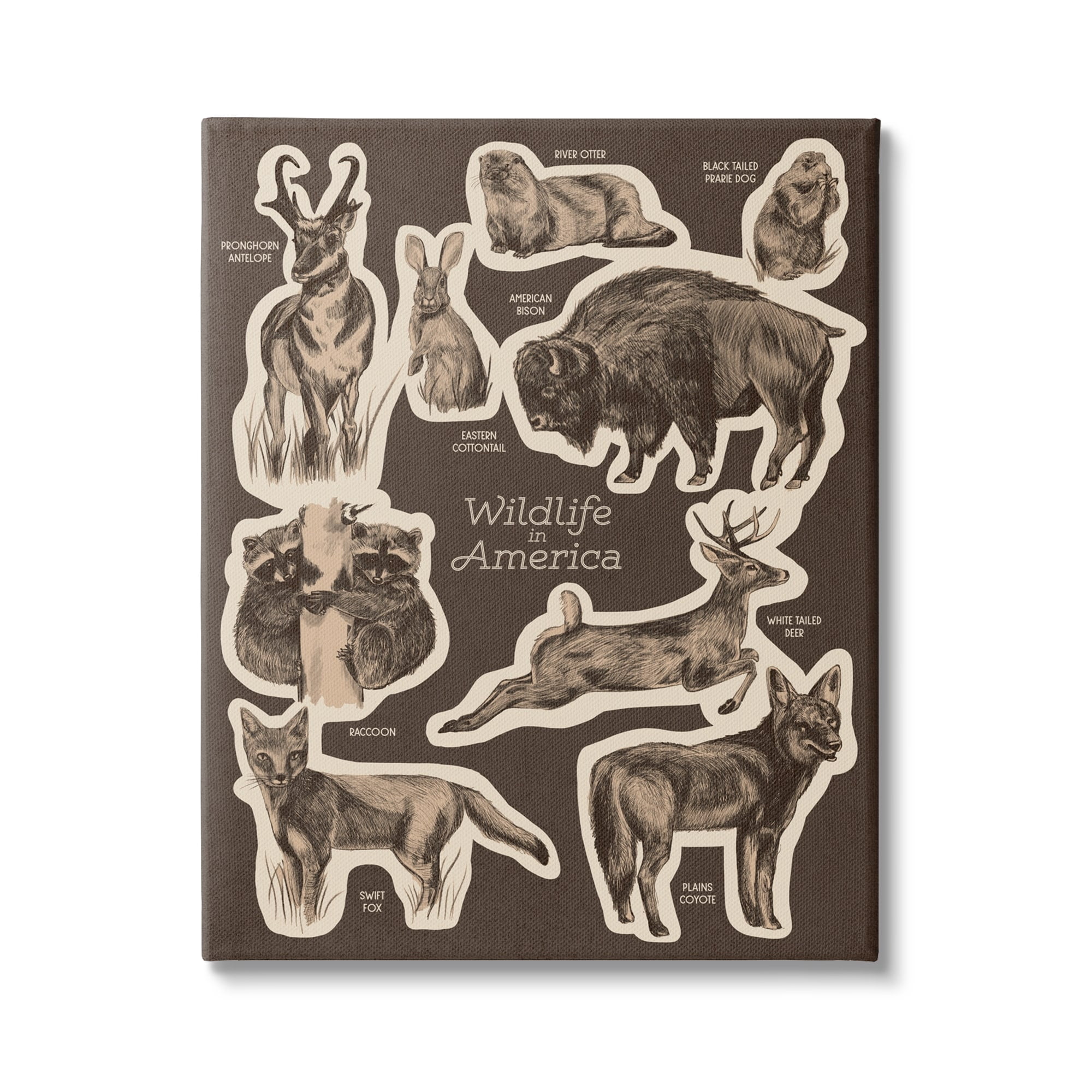 Stupell Industries Wildlife Of America Mixed Animals Chart Brown Background Canvas Wall Art, 30 x 40, Design by Lil' Rue