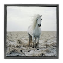 Stupell Industries Windswept Beach Horse Animals Photography Black Floater Framed Canvas Art Print Wall Art, 18 x 18