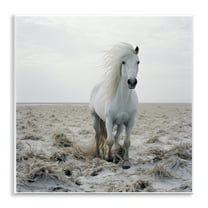 Stupell Industries Windswept Beach Horse Animals Photography Unframed Art Print Wall Art, 12 x 12
