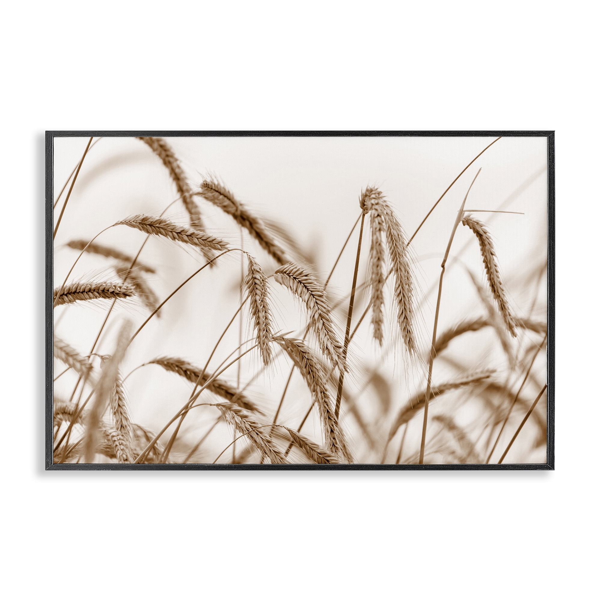 Stupell Industries Windswept Wheat Sprigs Plants & Flowers Photography Black Framed Art Print Wall Art, 30 x 20
