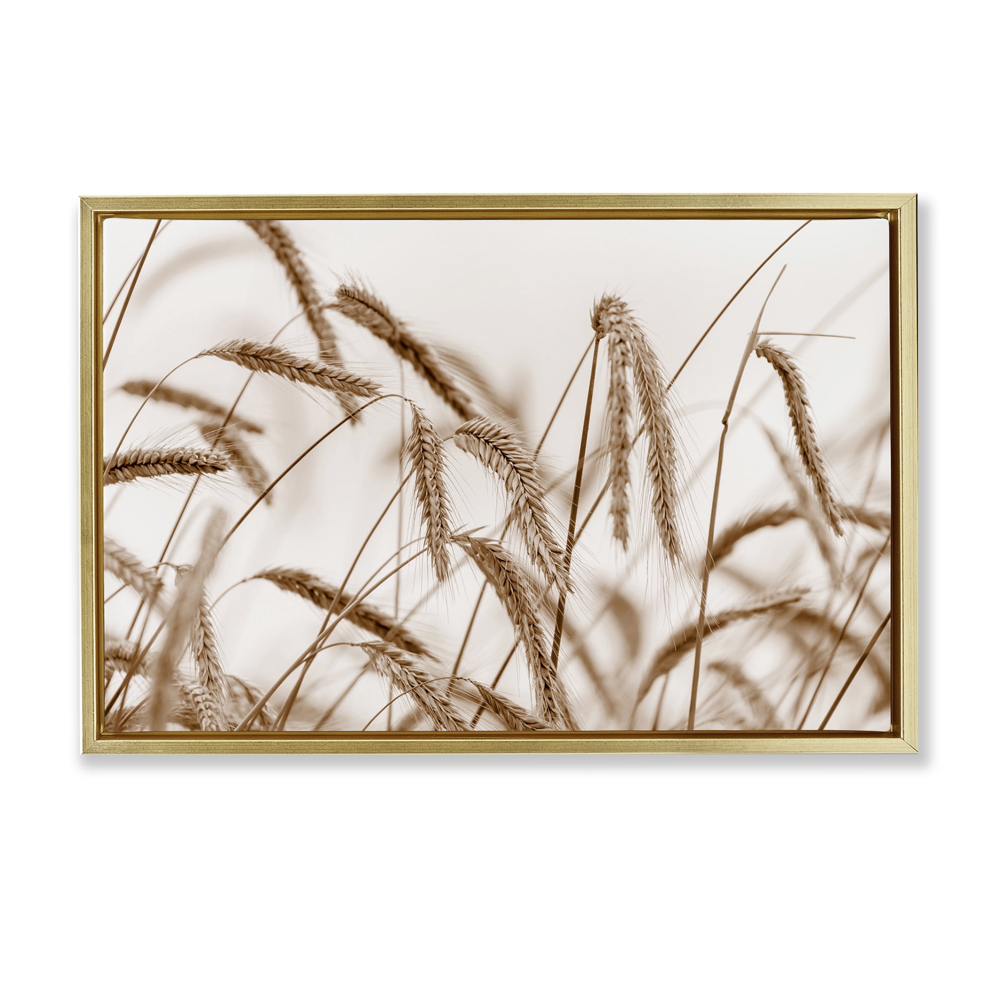 Stupell Industries Windswept Wheat Sprigs Plants & Flowers Photography Gold Floater Framed Canvas Art Print Wall Art, 25 x 17