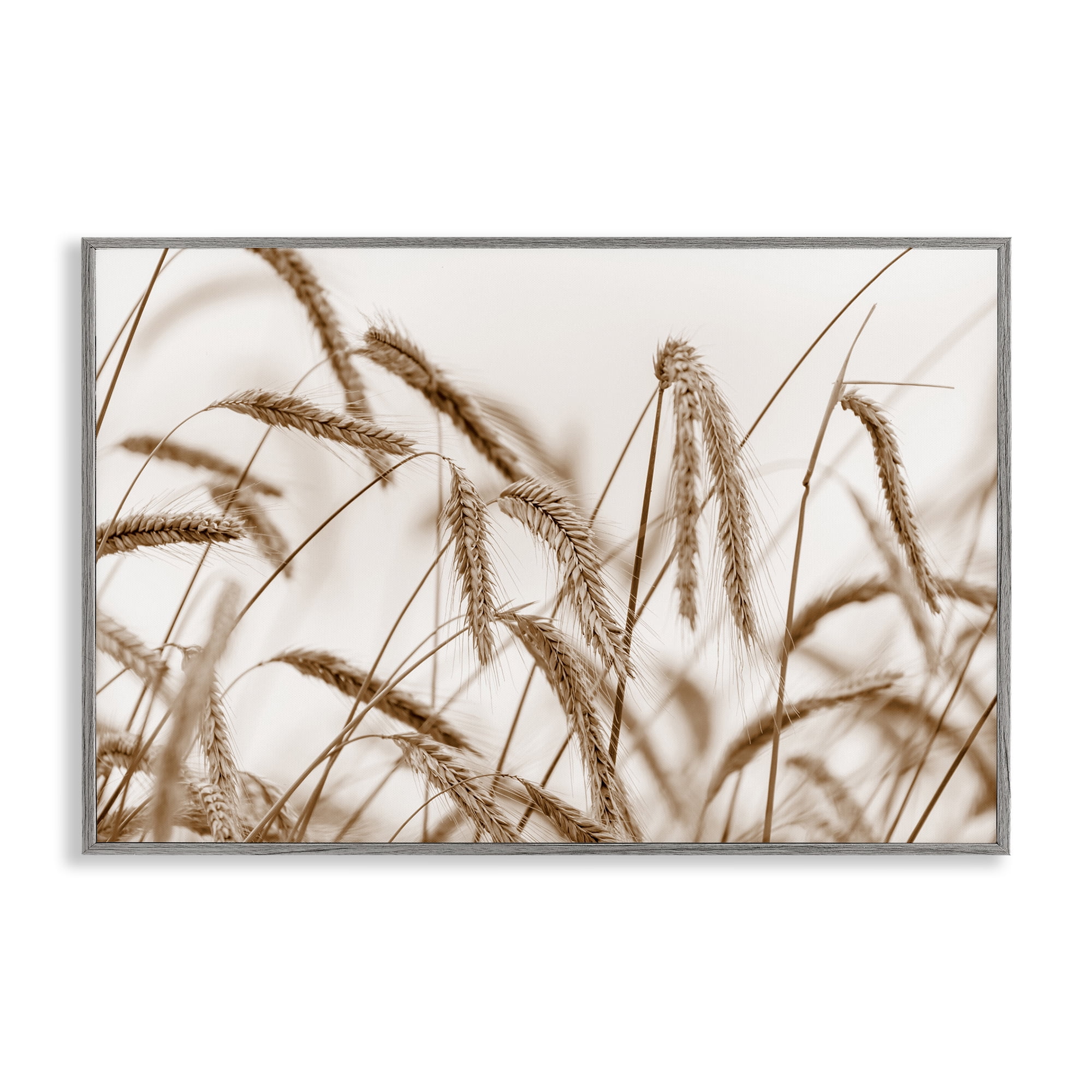 Stupell Industries Windswept Wheat Sprigs Plants & Flowers Photography Gray Framed Art Print Wall Art, 24 x 16