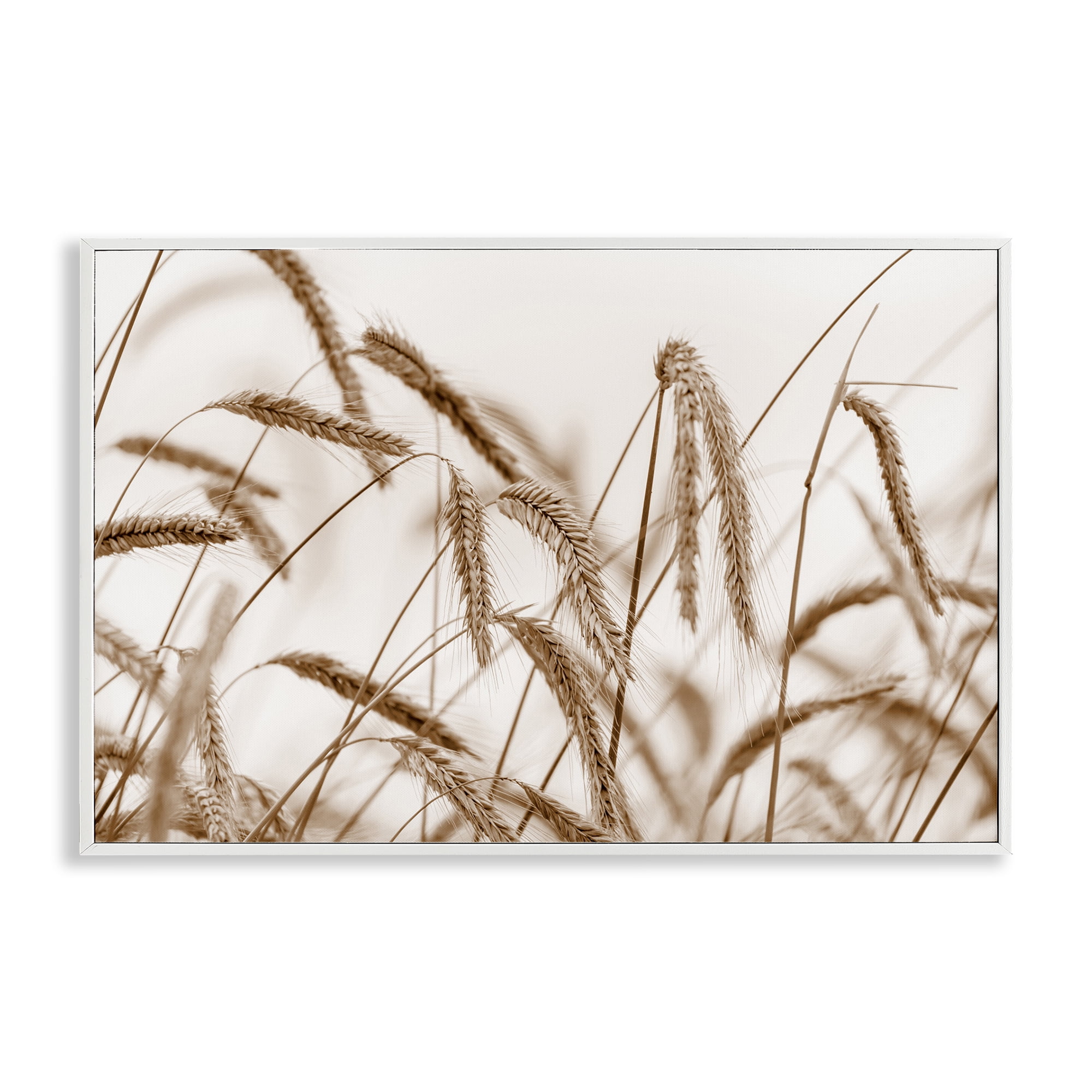 Stupell Industries Windswept Wheat Sprigs Plants & Flowers Photography White Framed Art Print Wall Art, 24 x 16