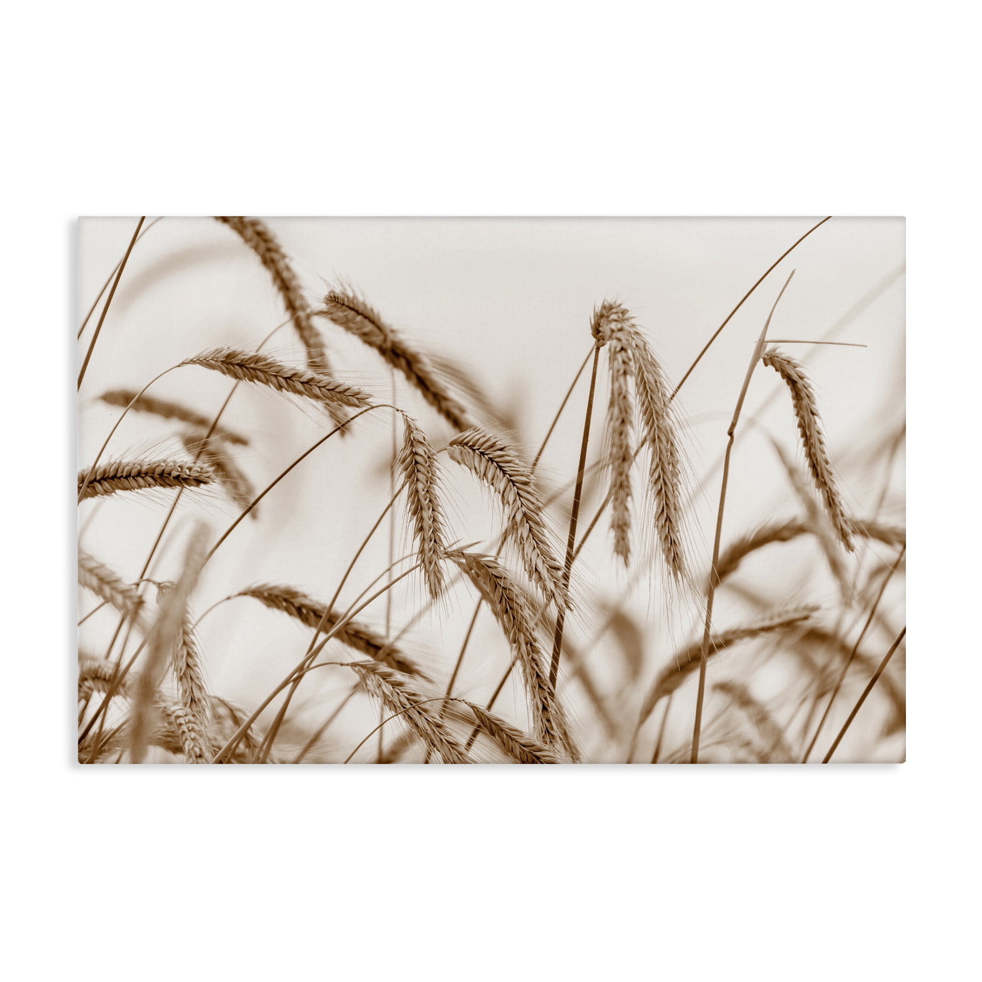 Stupell Industries Windswept Wheat Sprigs Plants & Flowers Photography Wrapped Canvas Art Print Wall Art, 30 x 20