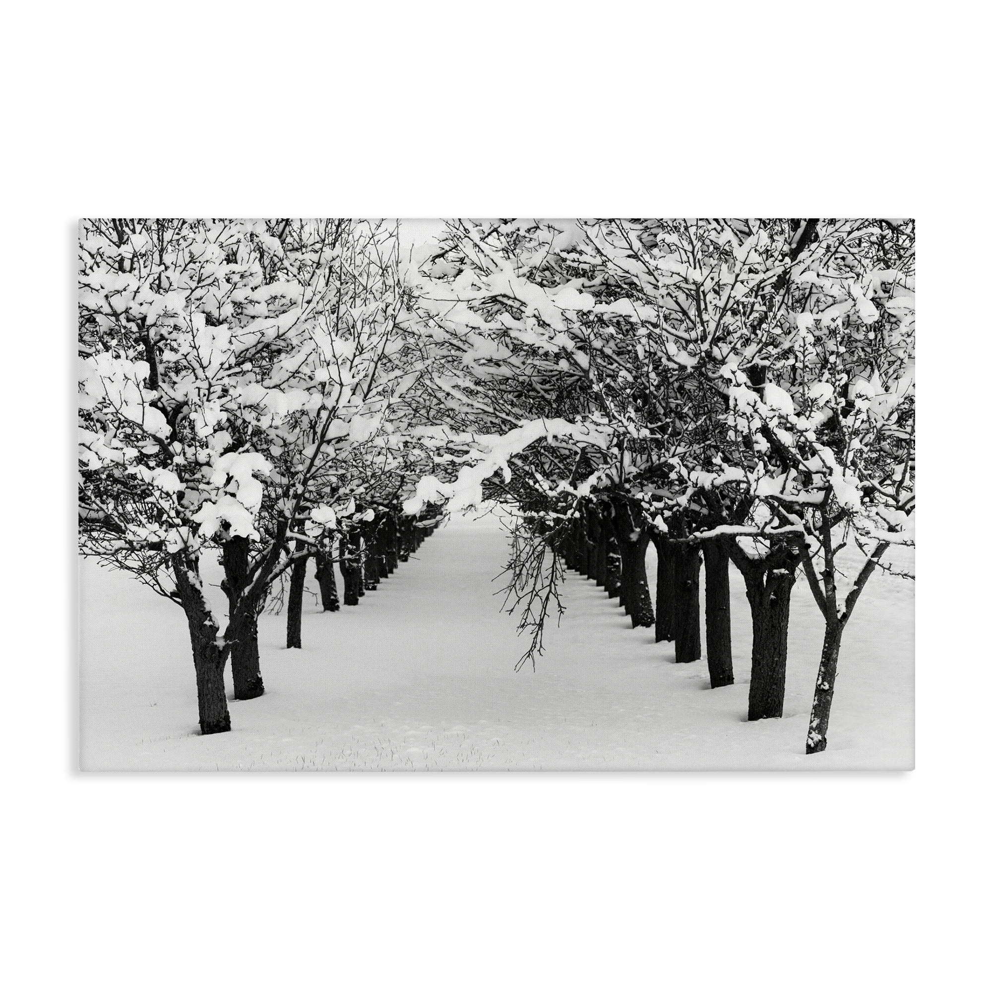 Stupell Industries Winter Tree Pathway Landscape & Nature Photography Wrapped Canvas Art Print Wall Art, 45 x 30