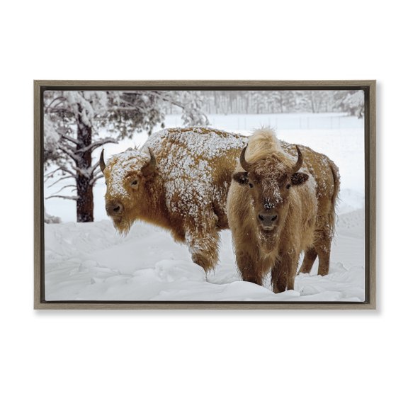 Stupell Industries Winter White Bison Brown Framed Floater Canvas Wall Art design by Mike Jones, 21 x 31