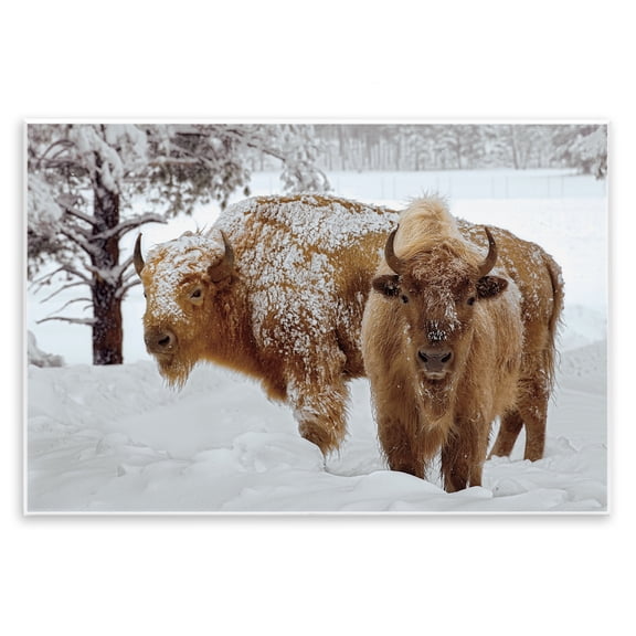 Stupell Industries Winter White Bison Wall Plaque Art design by Mike Jones, 10 x 15
