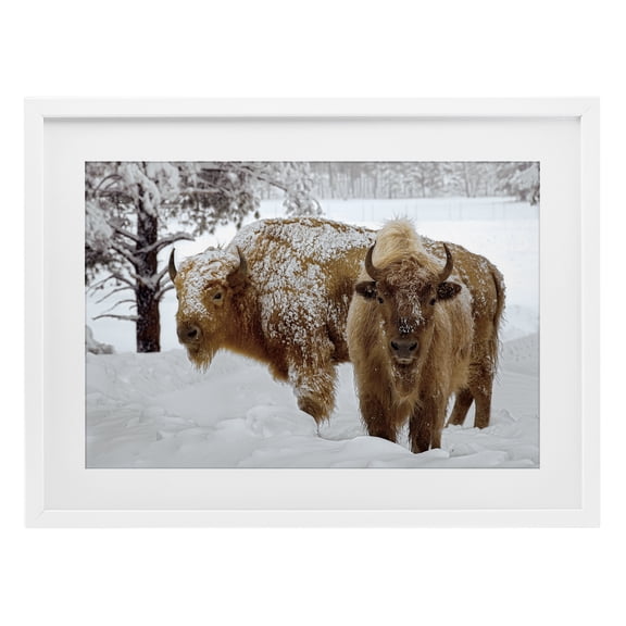 Stupell Industries Winter White Bison White Framed Print Under Glass design by Mike Jones, 17 x 23