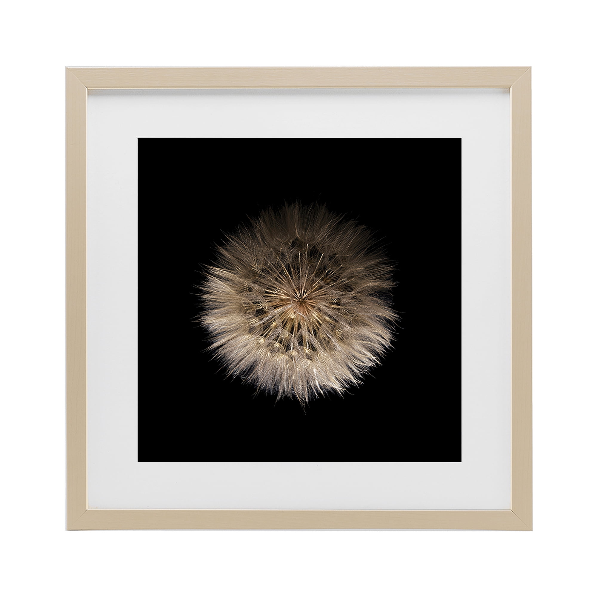Stupell Industries Wispy Dandelion on Black Birch Framed Print Under Glass, design by Beth Adoette