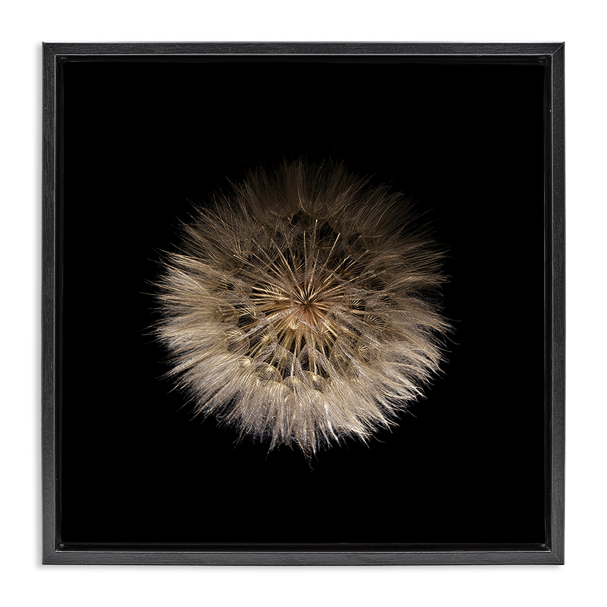 Stupell Industries Wispy Dandelion on Black Black Framed Floater Canvas Wall Art, design by Beth Adoette