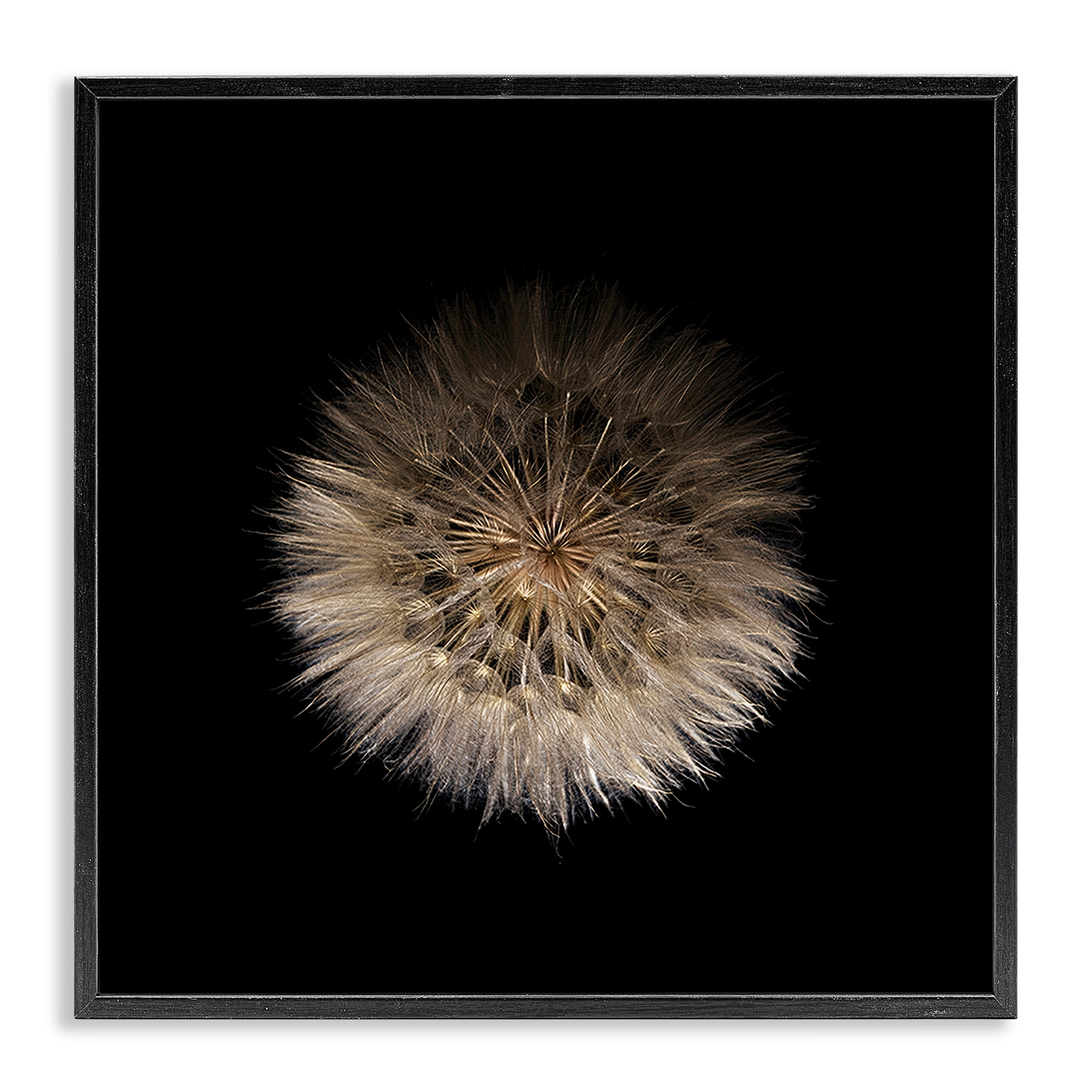 Stupell Industries Wispy Dandelion on Black Black Framed Giclee Art, design by Beth Adoette