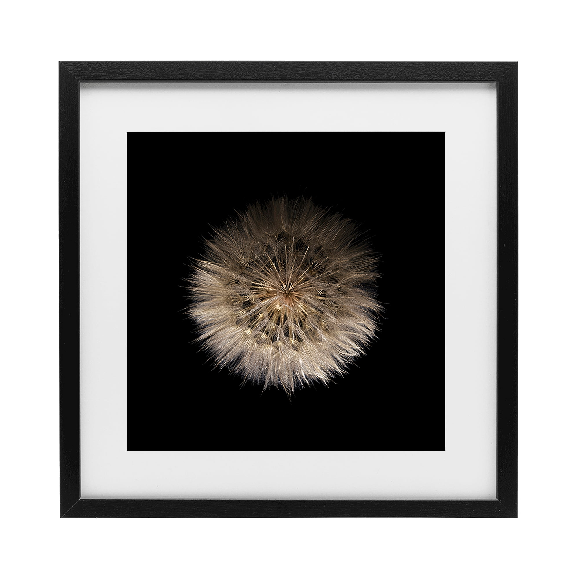 Stupell Industries Wispy Dandelion on Black Black Framed Print Under Glass, design by Beth Adoette