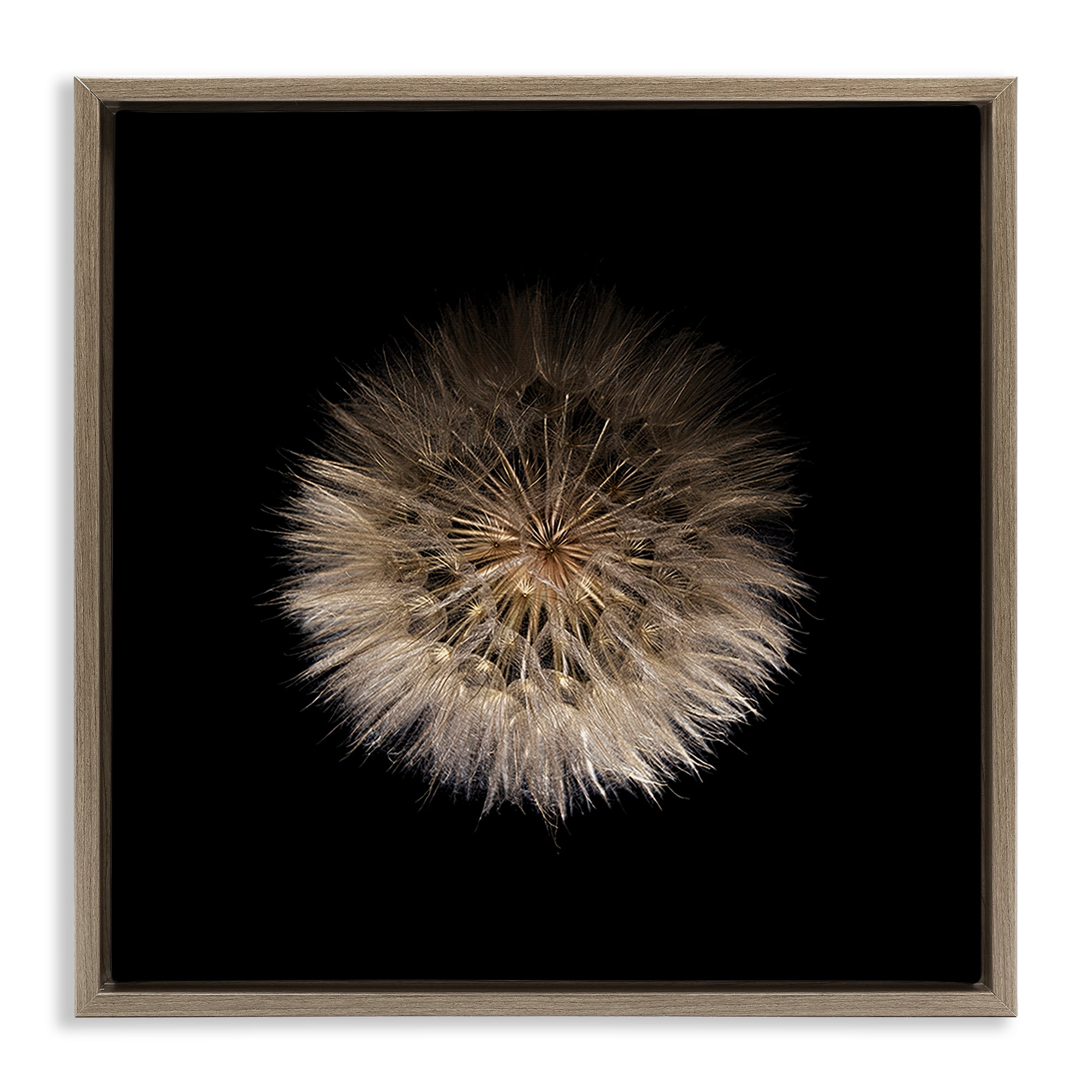 Stupell Industries Wispy Dandelion on Black Brown Framed Floater Canvas Wall Art, design by Beth Adoette