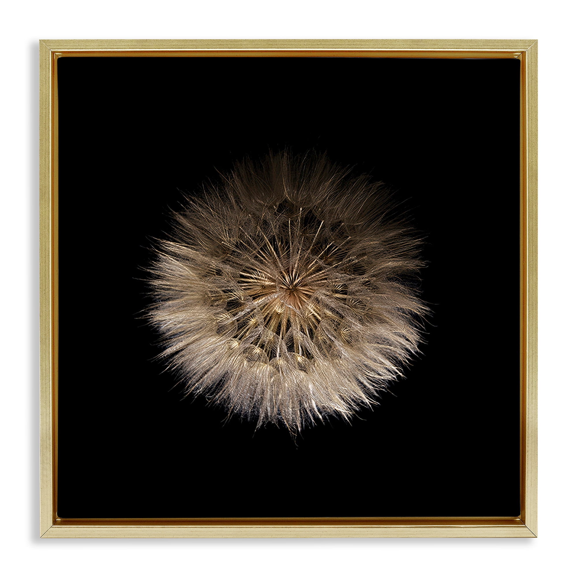 Stupell Industries Wispy Dandelion on Black Gold Framed Floater Canvas Wall Art, design by Beth Adoette