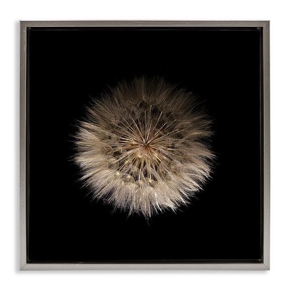 Stupell Industries Wispy Dandelion on Black Gray Framed Floater Canvas Wall Art, design by Beth Adoette