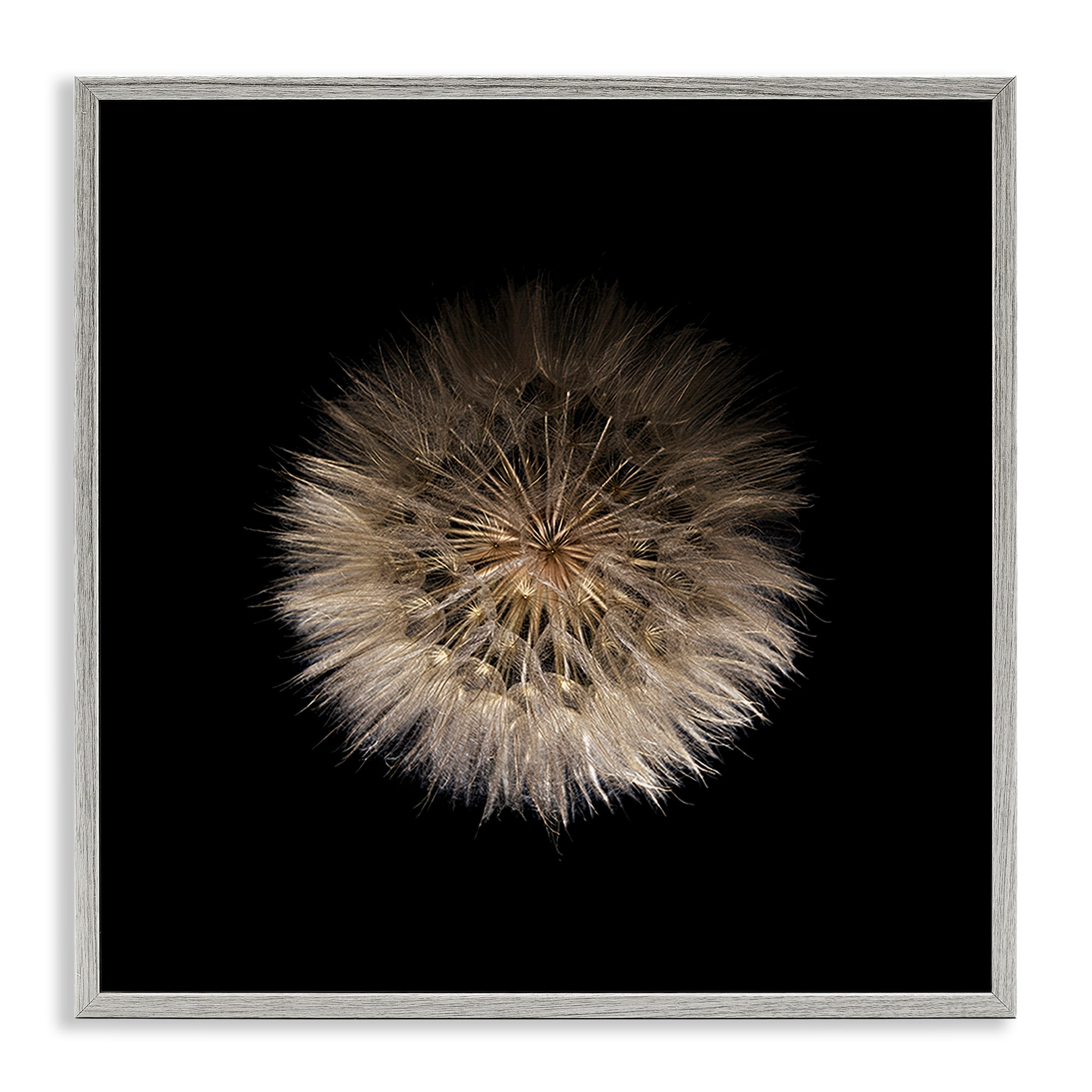 Stupell Industries Wispy Dandelion on Black Gray Framed Giclee Art, design by Beth Adoette