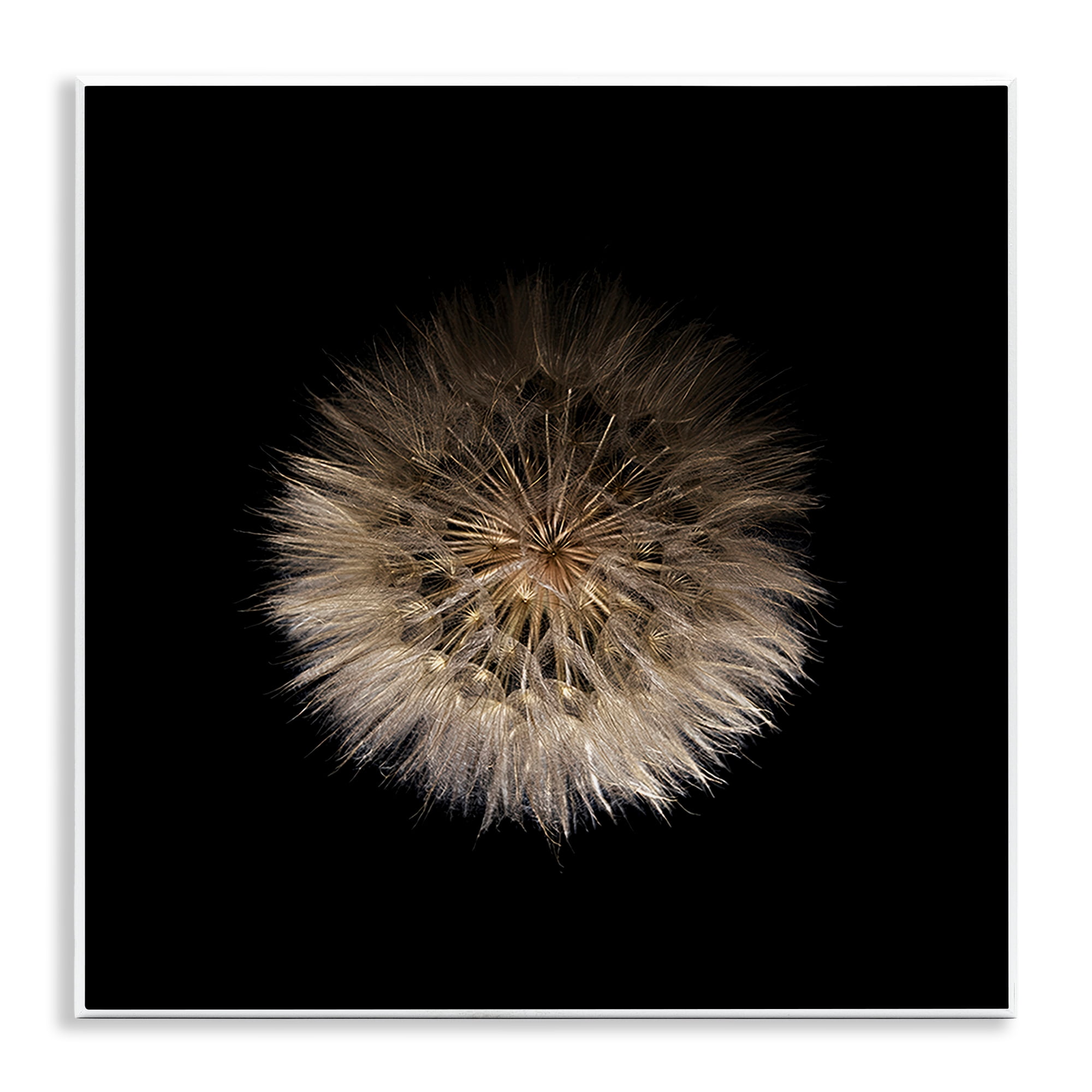 Stupell Industries Wispy Dandelion on Black Wall Plaque Art, design by Beth Adoette