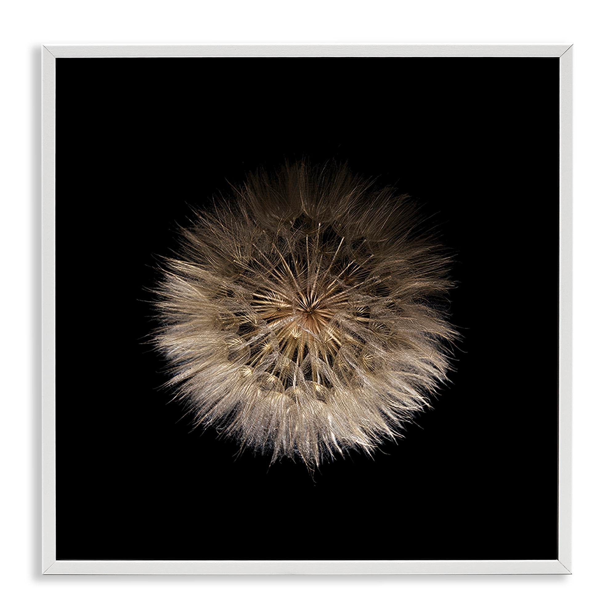 Stupell Industries Wispy Dandelion on Black White Framed Giclee Art, design by Beth Adoette