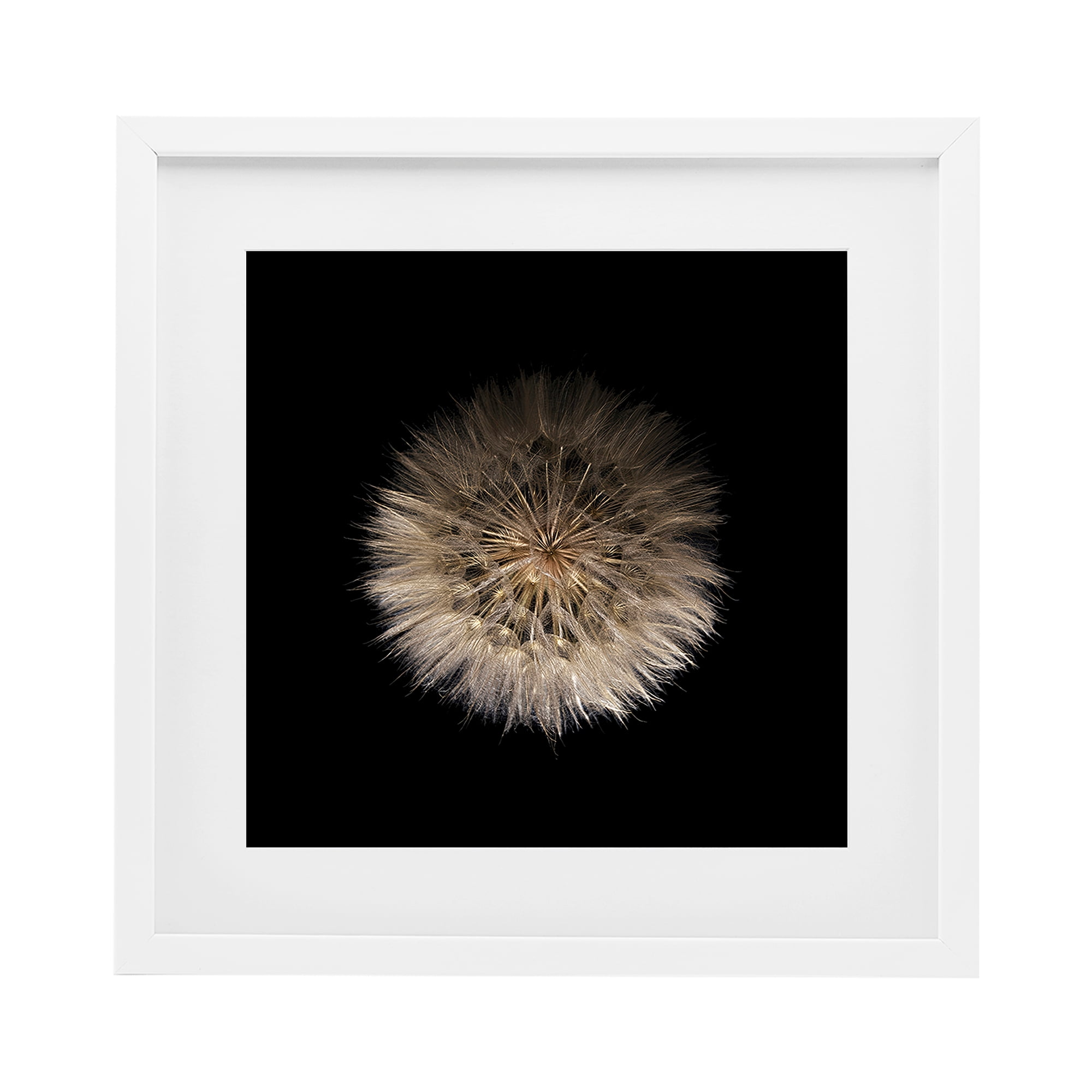 Stupell Industries Wispy Dandelion on Black White Framed Print Under Glass, design by Beth Adoette