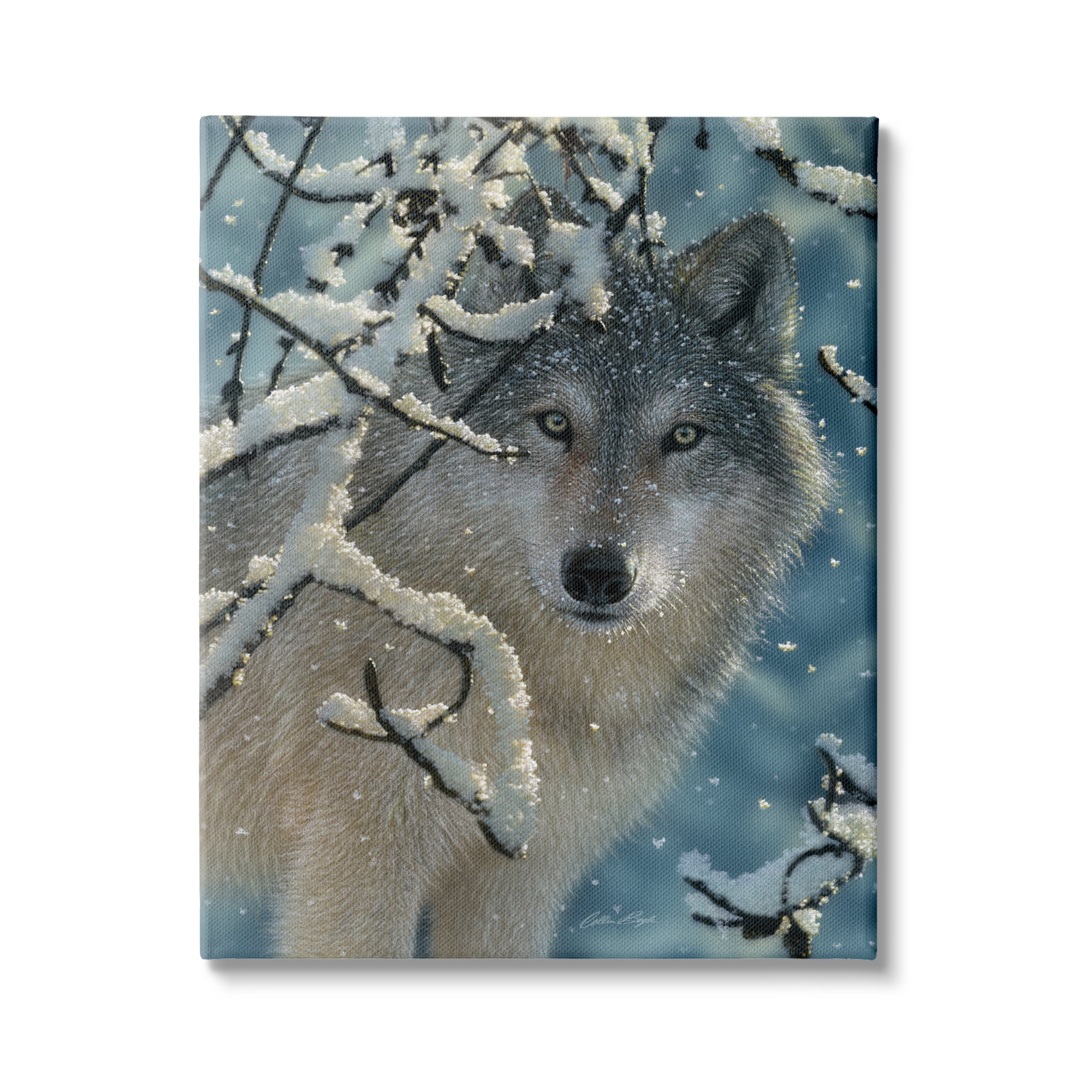 Stupell Industries Wolf Behind Snowy Branches Winter Wild Forest Animal, 16 x 20, Design by Collin Bogle