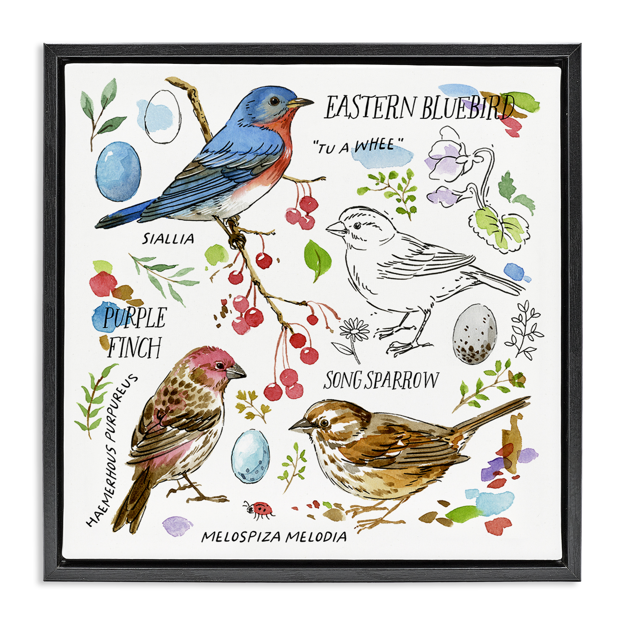 Stupell Industries Woodland Birds Diagram Animals Painting Black Floater Framed Canvas Art Print Wall Art, 25 x 25