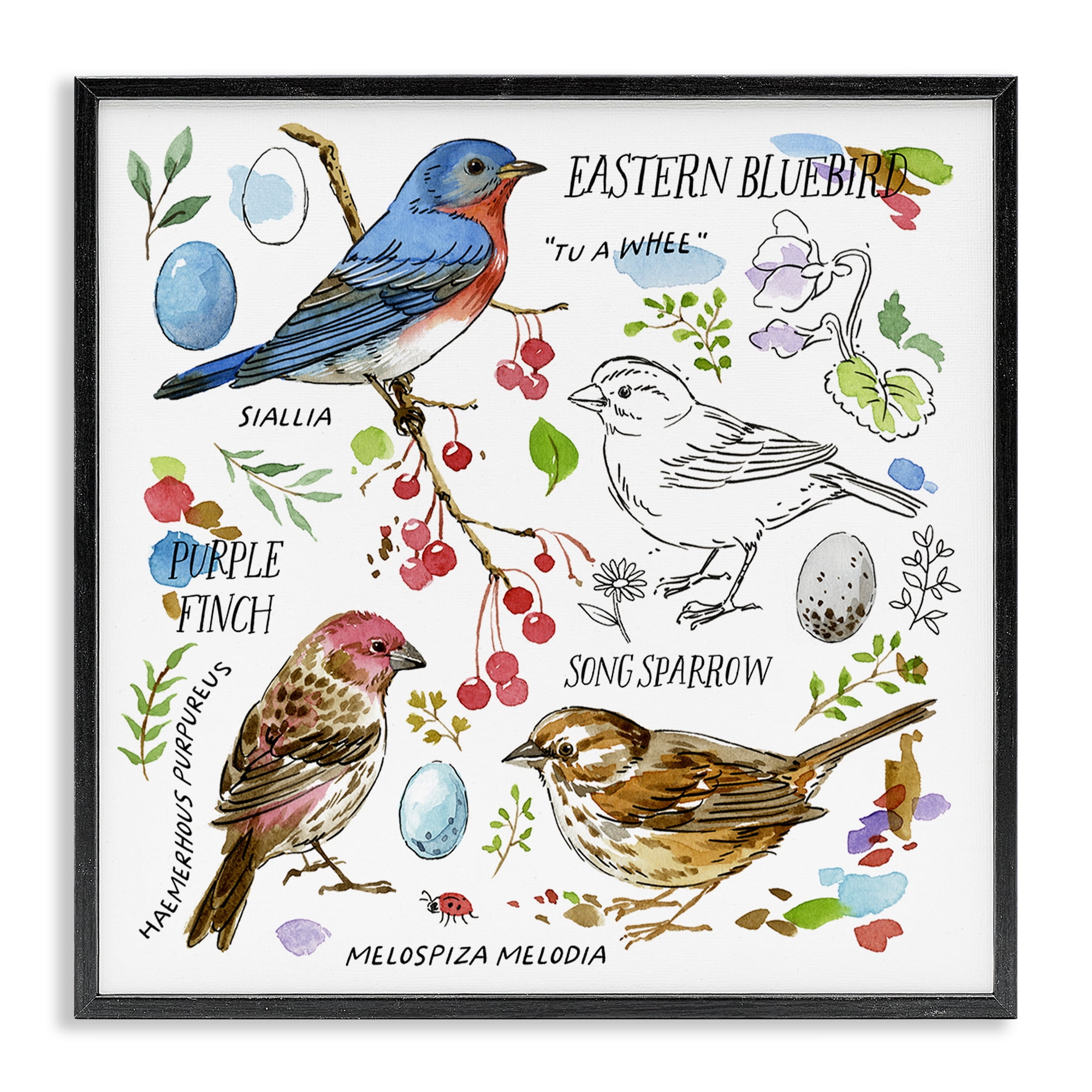 Stupell Industries Woodland Birds Diagram Animals Painting Black Framed Art Print Wall Art, 17 x 17