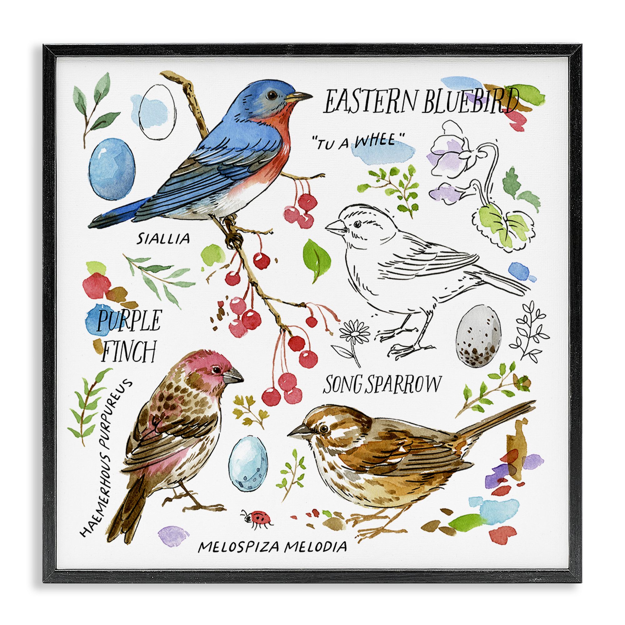 Stupell Industries Woodland Birds Diagram Animals Painting Black Framed Art Print Wall Art, 24 x 24