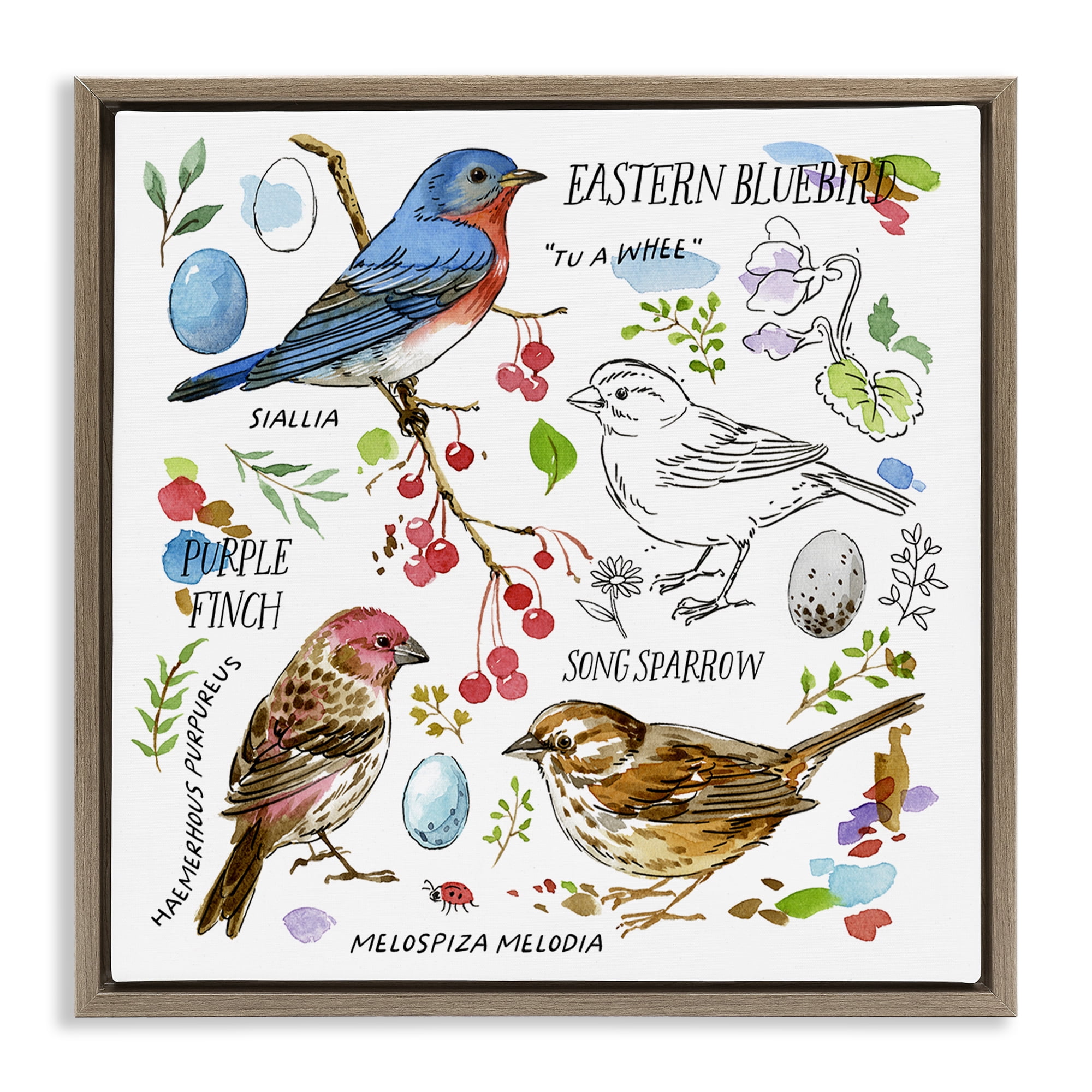 Stupell Industries Woodland Birds Diagram Animals Painting Brown Floater Framed Canvas Art Print Wall Art, 25 x 25