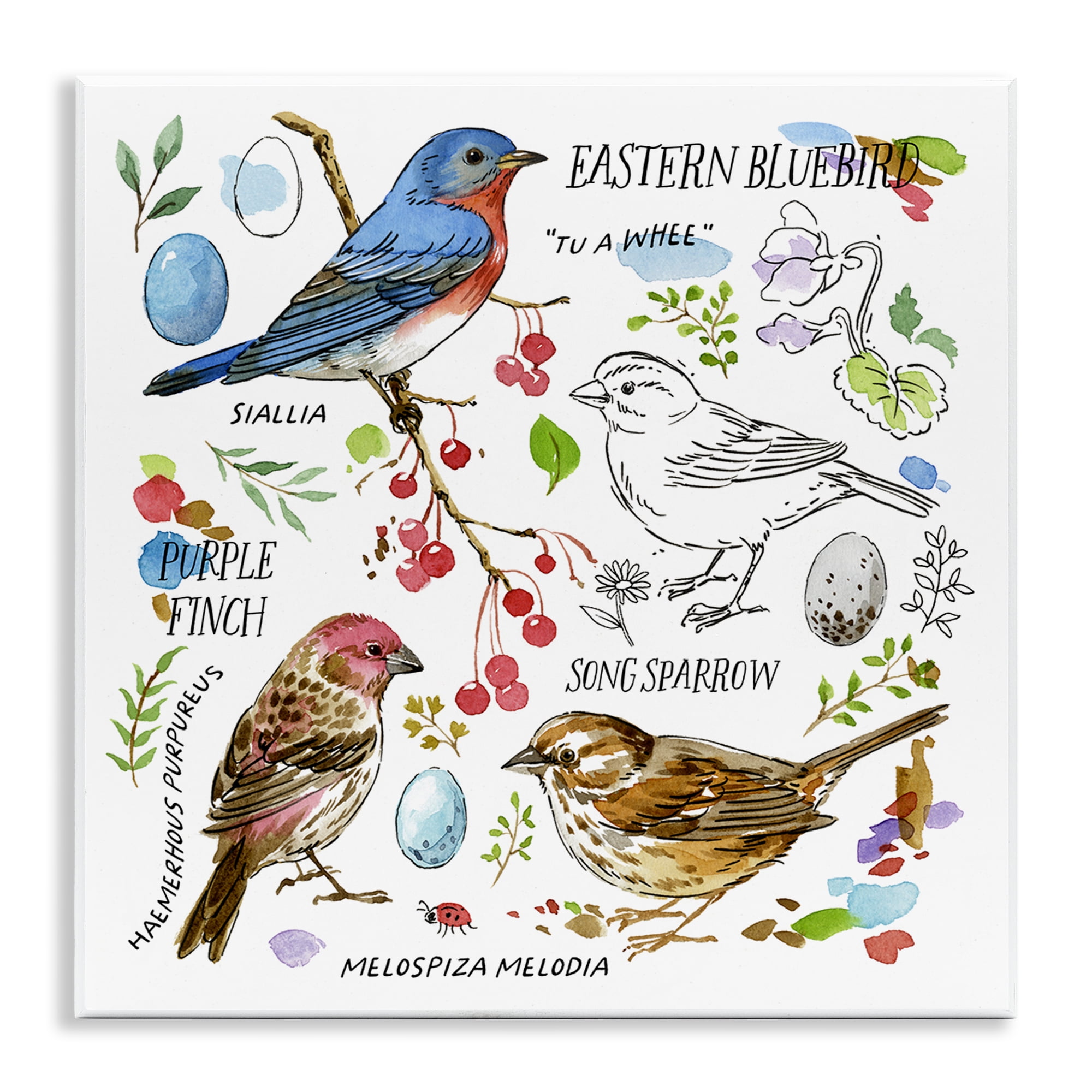 Stupell Industries Woodland Birds Diagram Animals Painting Unframed Art Print Wall Art, 12 x 12