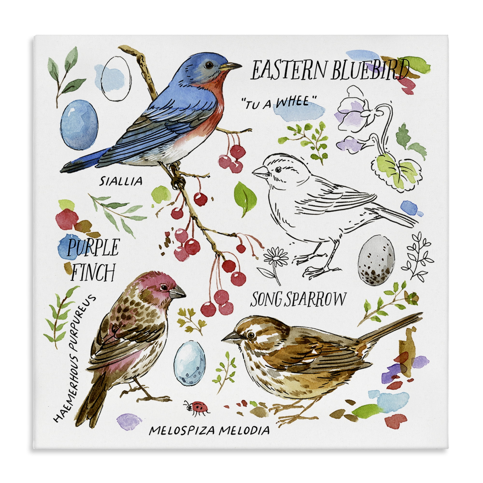Stupell Industries Woodland Birds Diagram Animals Painting Wrapped Canvas Art Print Wall Art, 24 x 24
