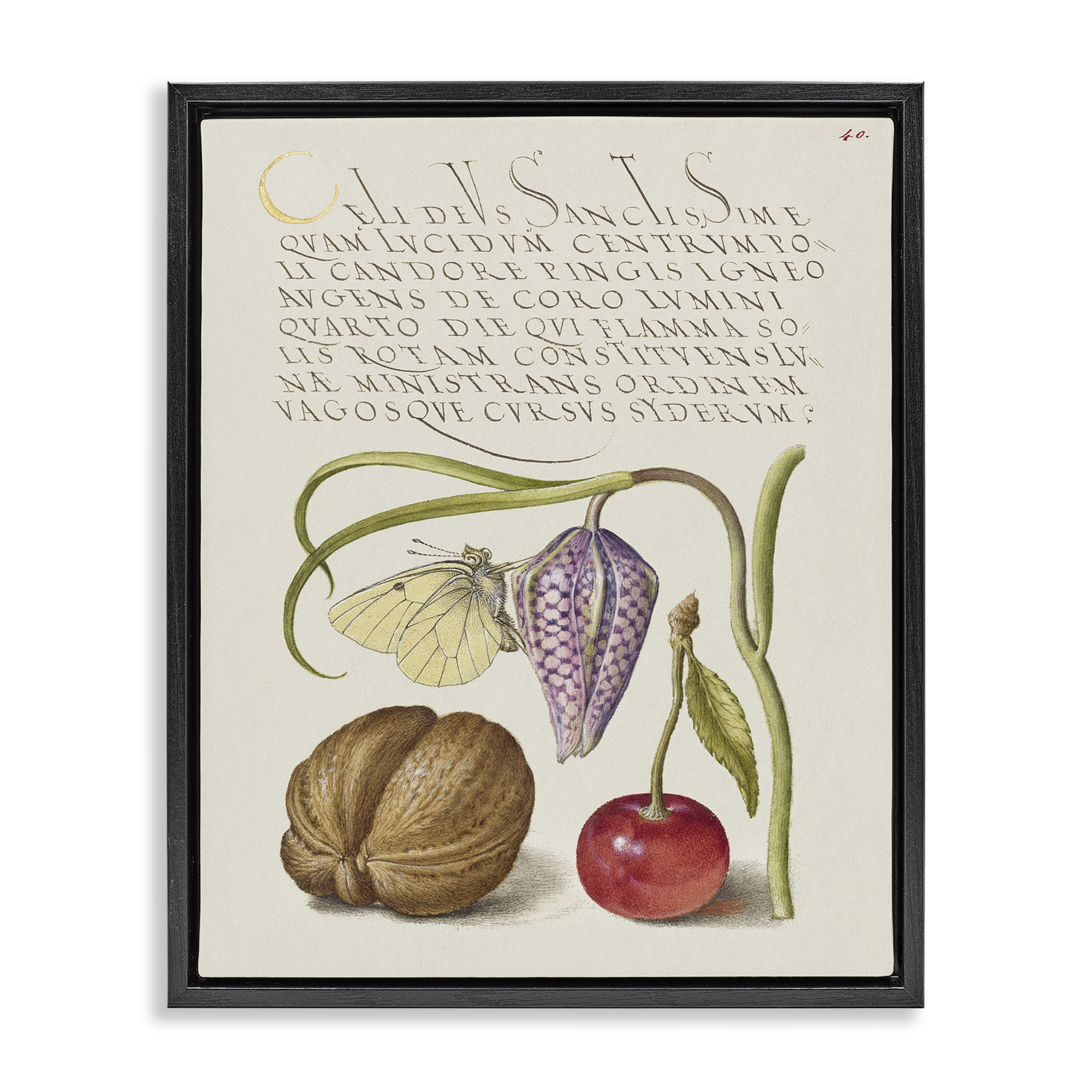 Stupell Industries Woodland Flora Study Text & Numbers Painting Black Floater Framed Canvas Art Print Wall Art, 25 x 31