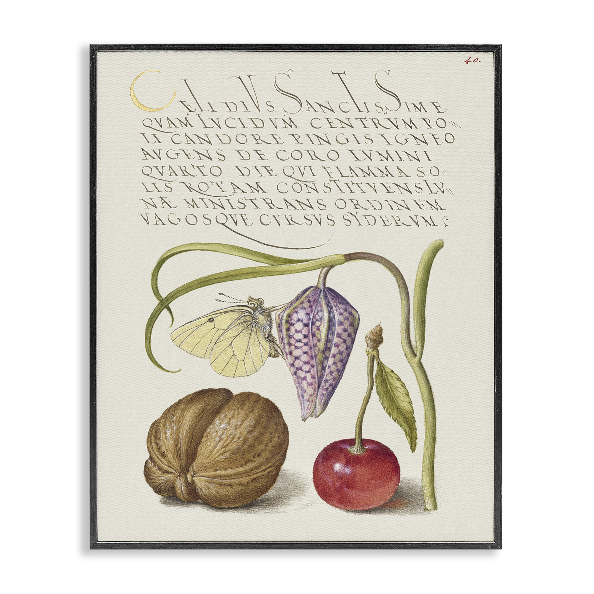 Stupell Industries Woodland Flora Study Text & Numbers Painting Black Framed Art Print Wall Art, 16 x 20