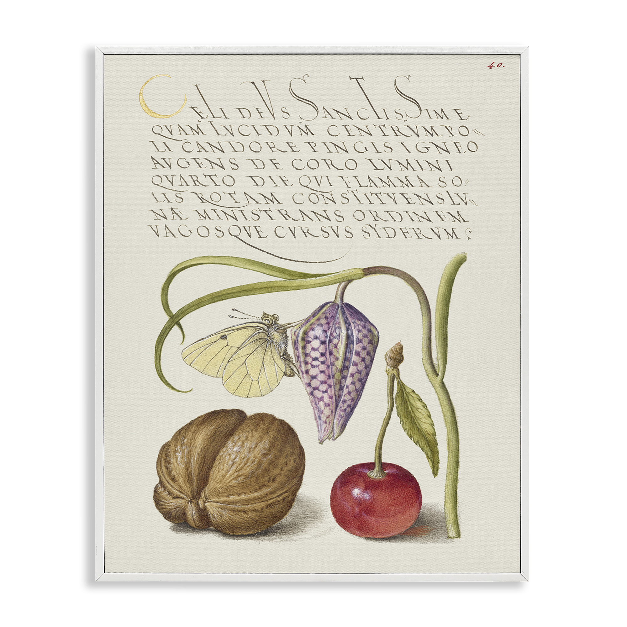 Stupell Industries Woodland Flora Study Text & Numbers Painting White Framed Art Print Wall Art, 24 x 30