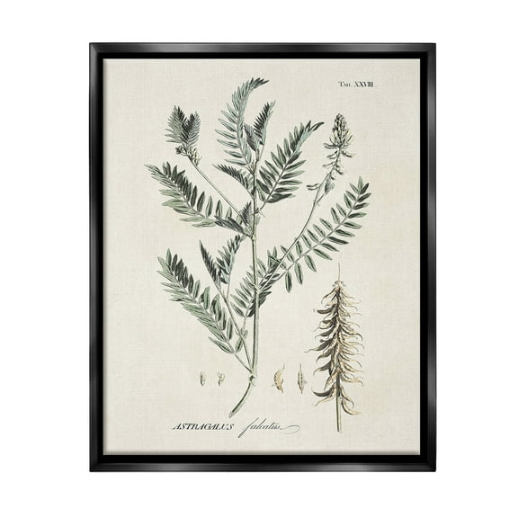 Stupell Industries Woodland Leaf Study Botanical & Floral Painting Black Floater Framed Canvas Art Print Wall Art, 17 x 21