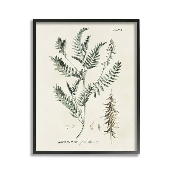 Stupell Industries Woodland Leaf Study Botanical & Floral Painting Black Framed Art Print Wall Art, 11 x 14
