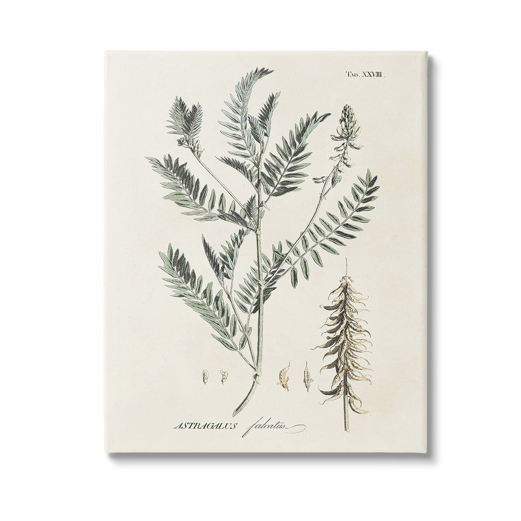 Stupell Industries Woodland Leaf Study Botanical & Floral Painting Gallery Wrapped Canvas Art Print Wall Art, 16 x 20