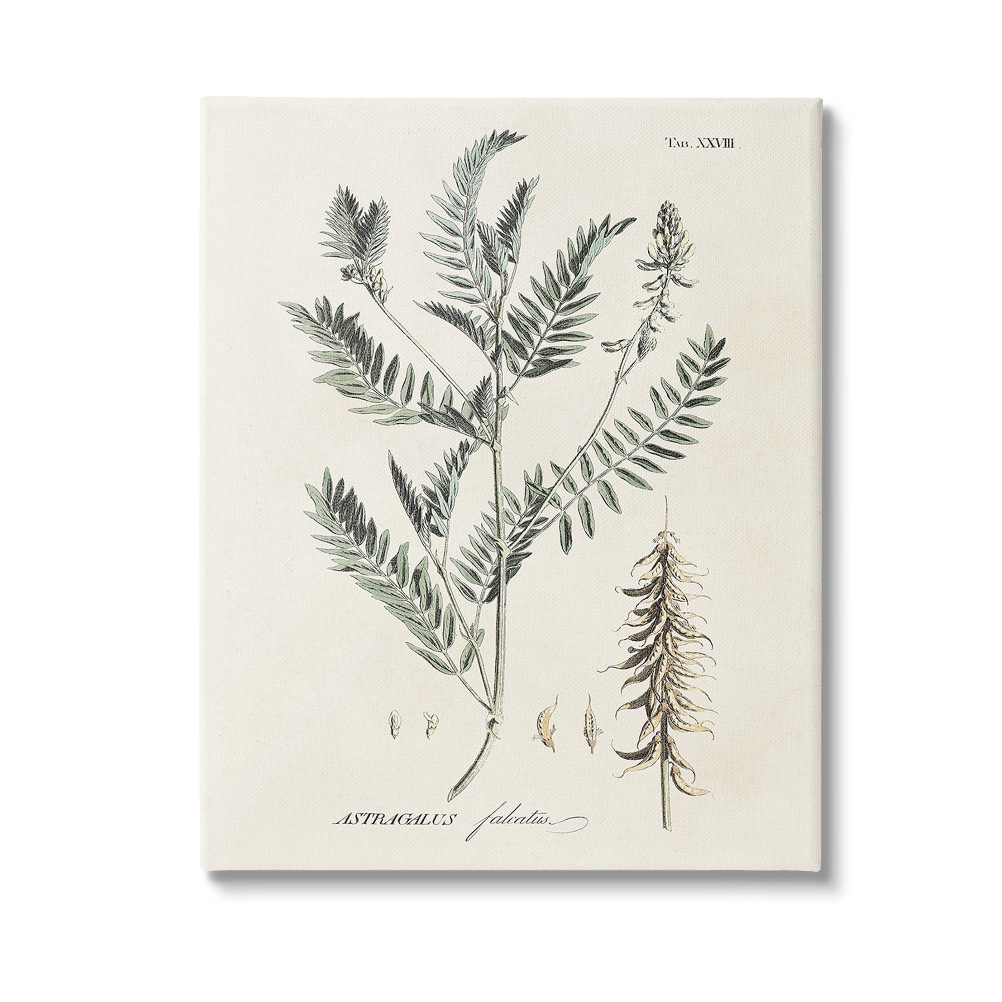 Stupell Industries Woodland Leaf Study Botanical & Floral Painting Gallery Wrapped Canvas Art Print Wall Art, 30 x 40