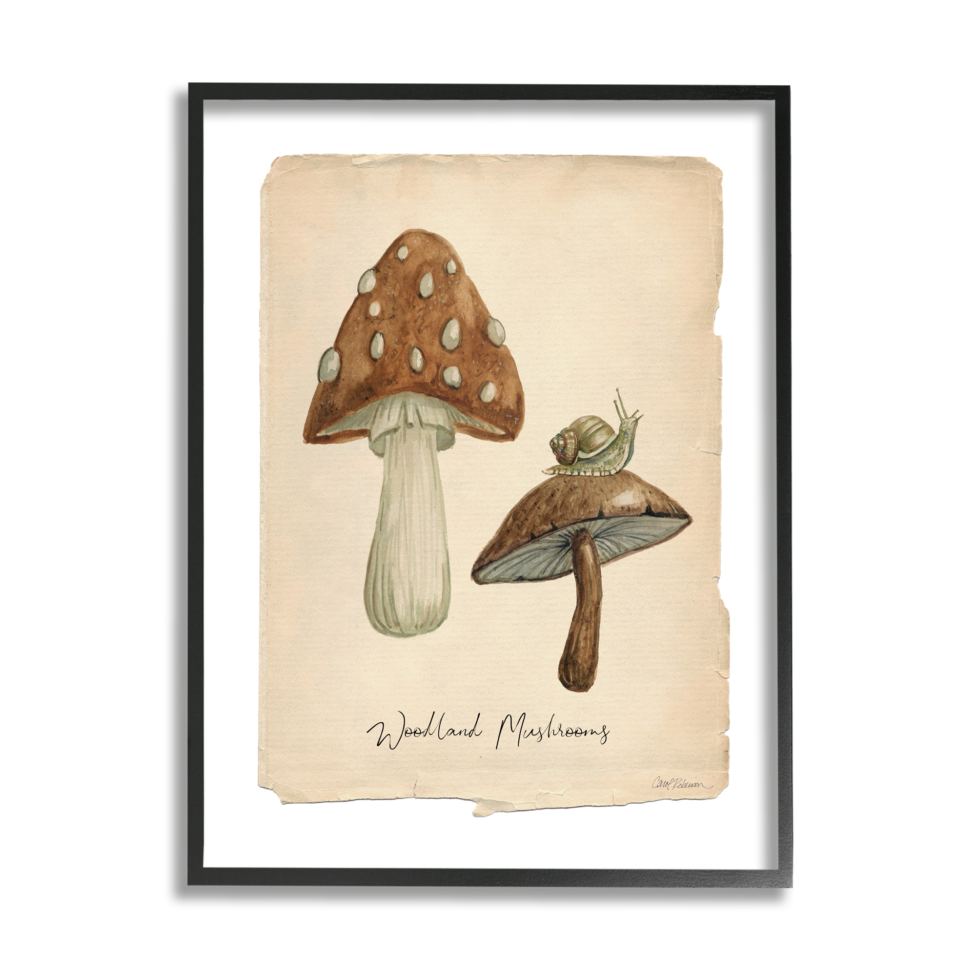 Stupell Industries Woodland Mushrooms & Snail Botanical & Floral Painting Black Framed Art Print Wall Art, 16 x 20