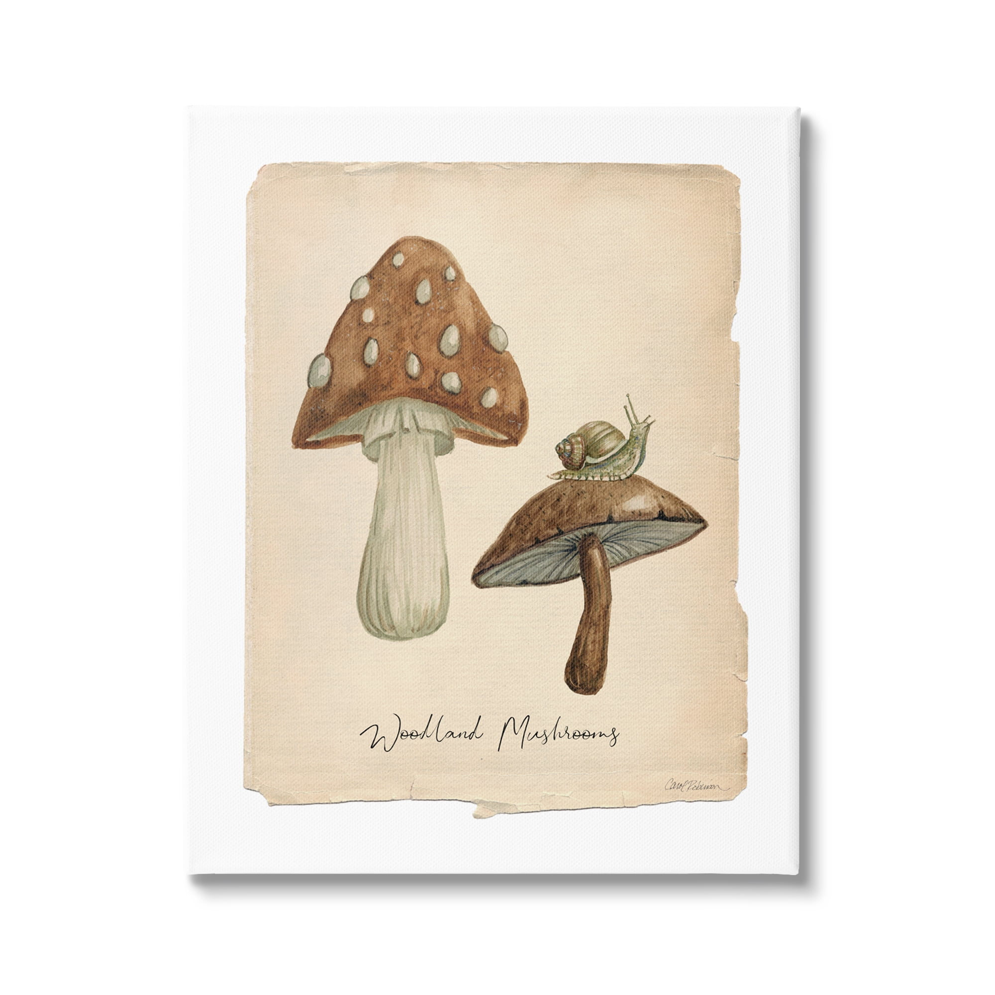 Stupell Industries Woodland Mushrooms & Snail Botanical & Floral Painting Gallery Wrapped Canvas Art Print Wall Art, 30 x 40