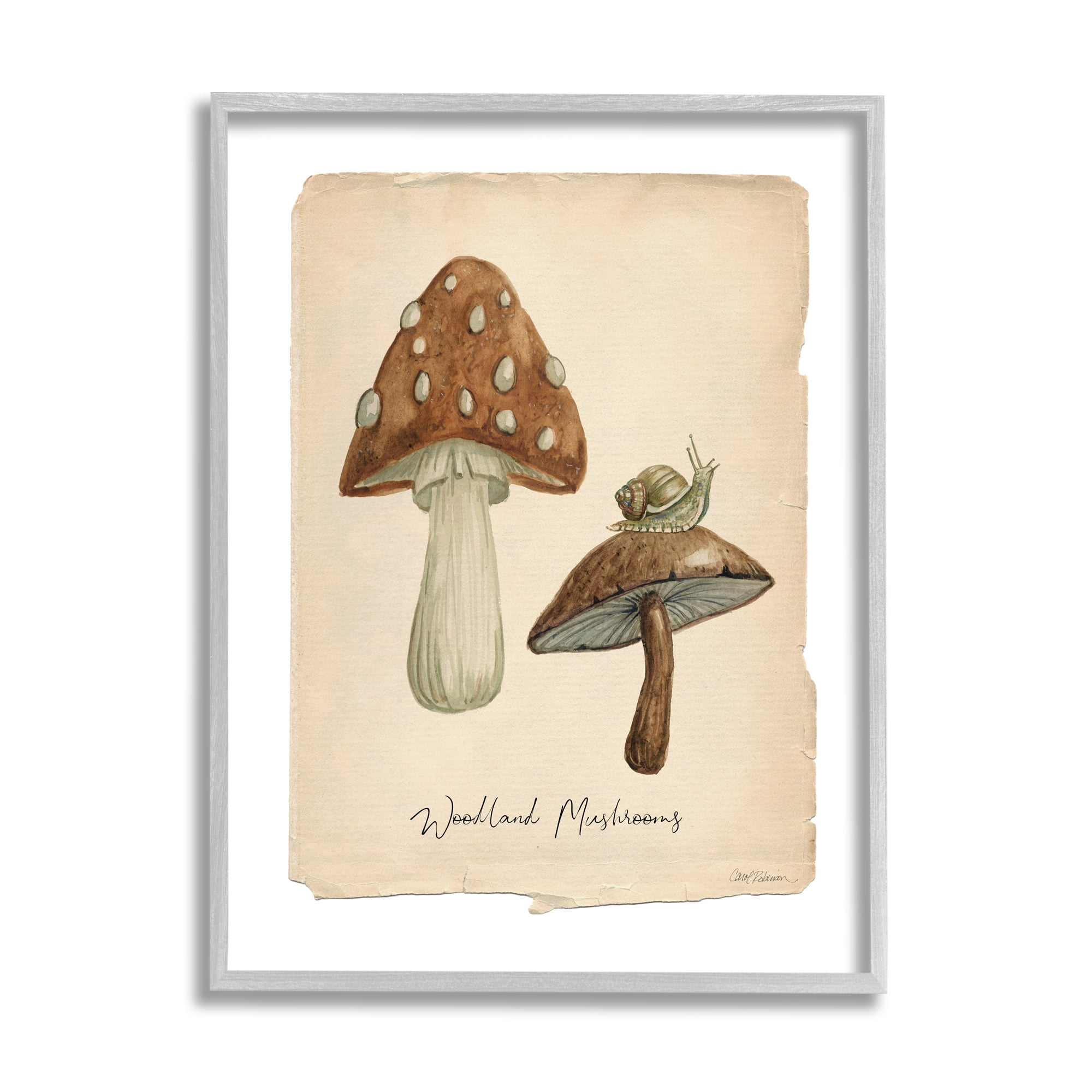 Stupell Industries Woodland Mushrooms & Snail Botanical & Floral Painting Gray Framed Art Print Wall Art, 11 x 14