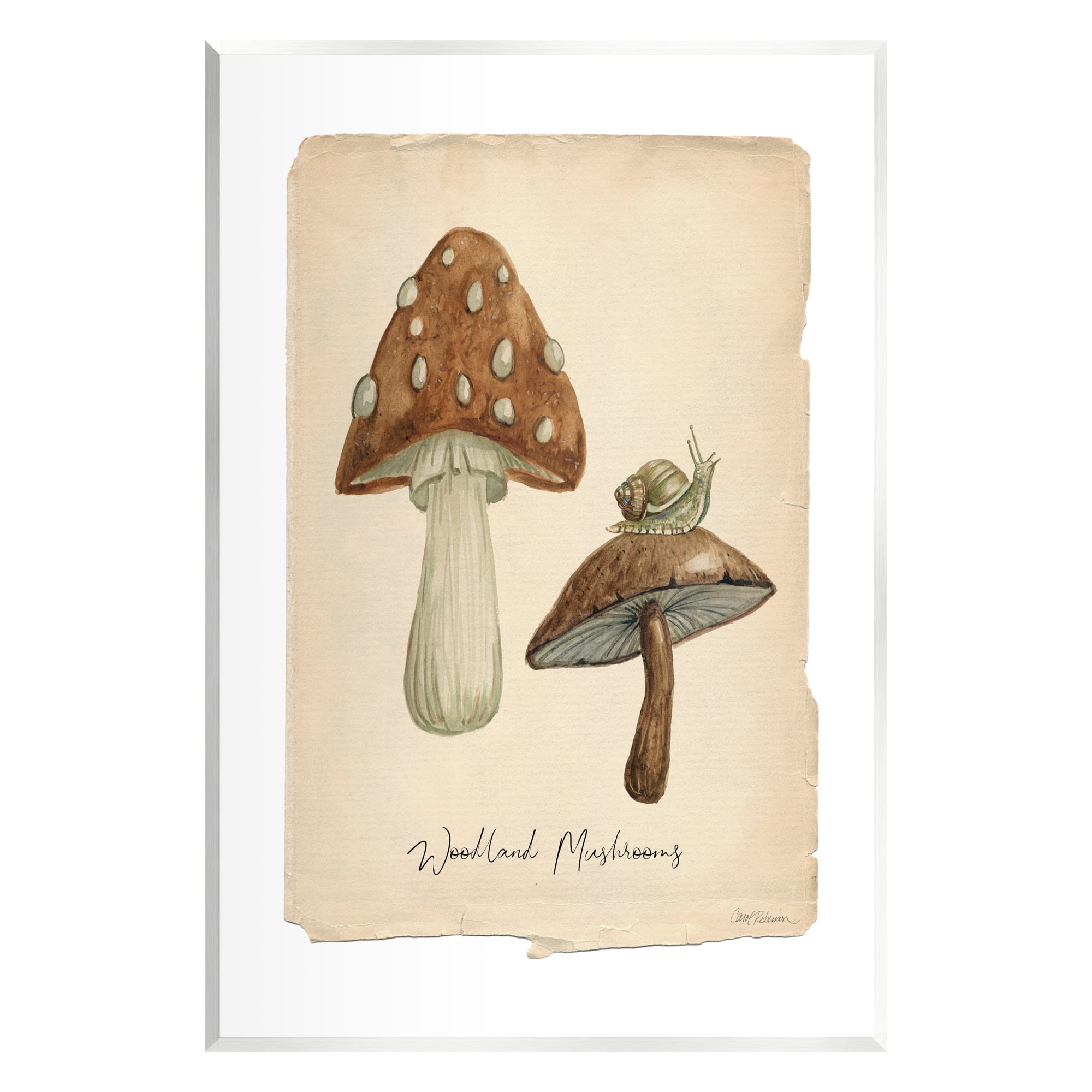 Stupell Industries Woodland Mushrooms & Snail Botanical & Floral Painting Unframed Art Print Wall Art, 13 x 19